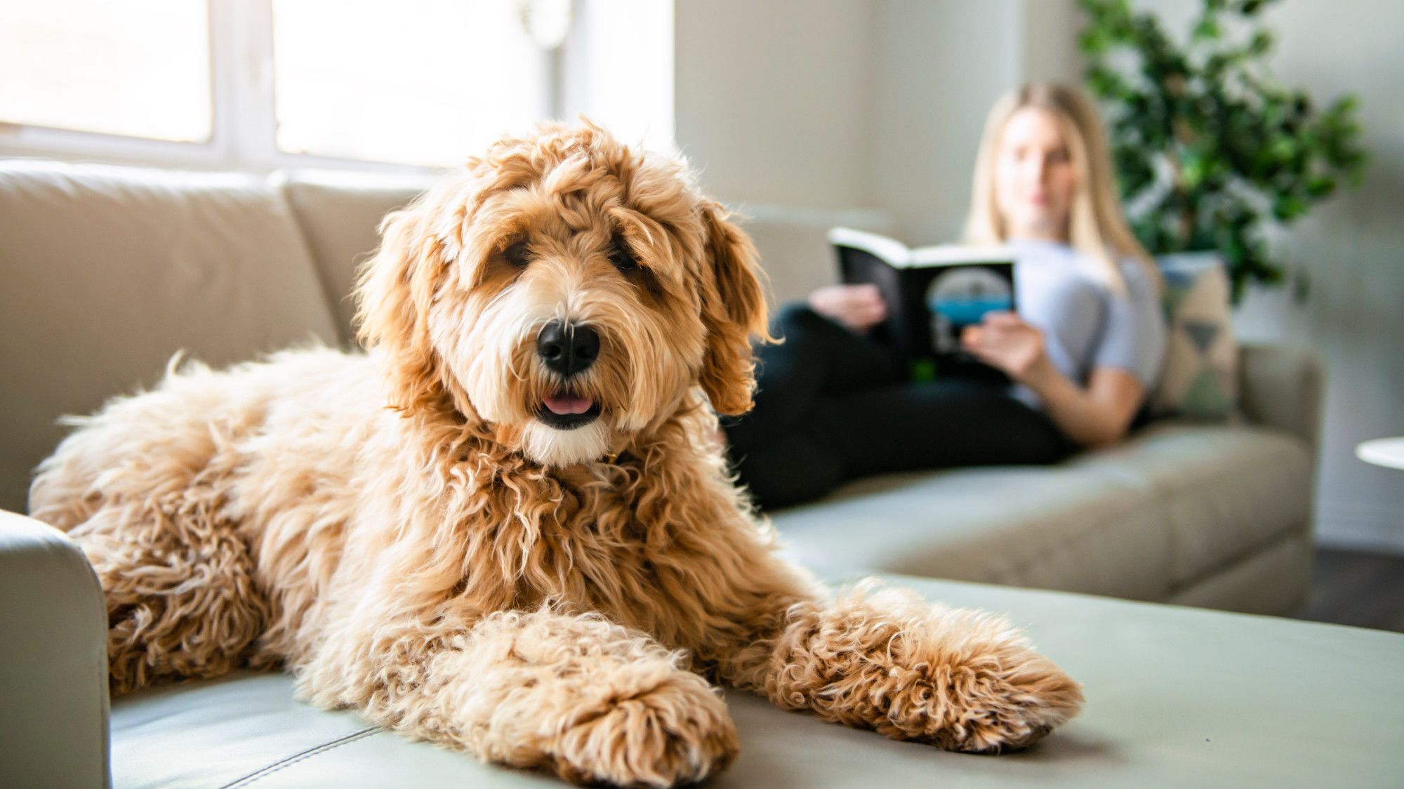 how to make a dog's fur soft