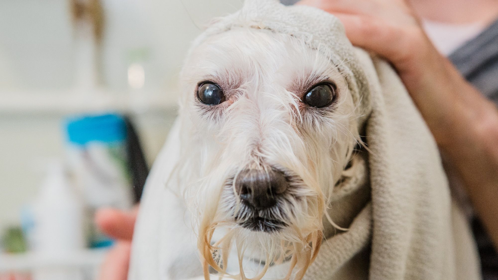 Why Wet Dogs Smell and How to Prevent It Mental Floss
