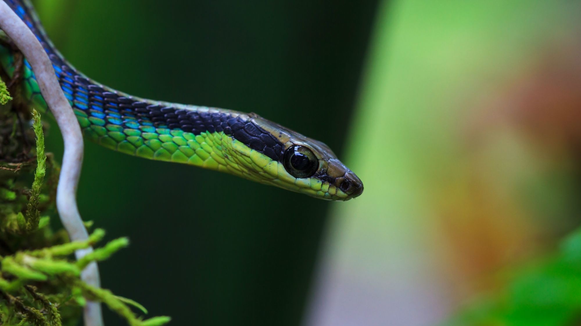 Yikesss Tree Snakes In Australia Can Jump Mental Floss