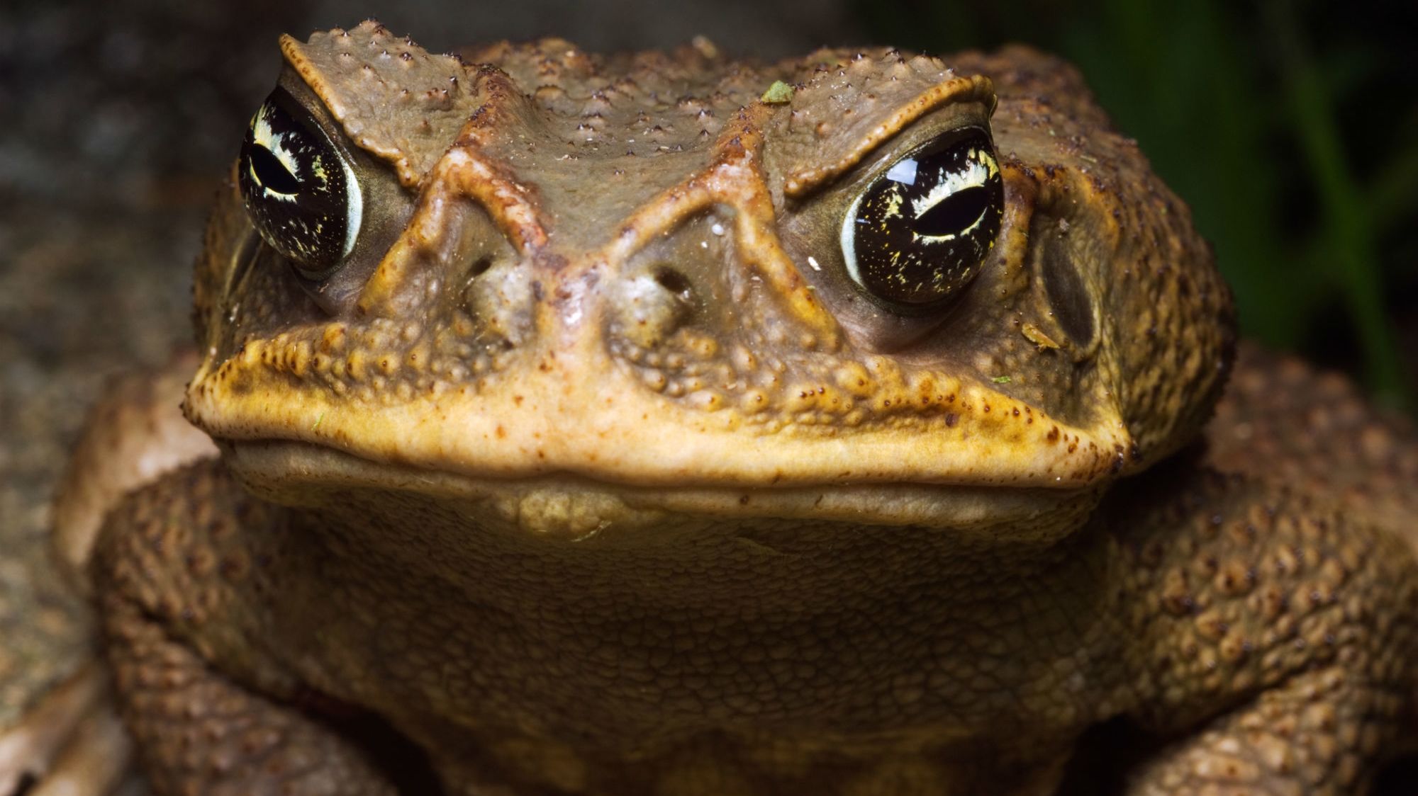 This Florida Neighborhood Is Being Invaded by Poisonous Cane Toads