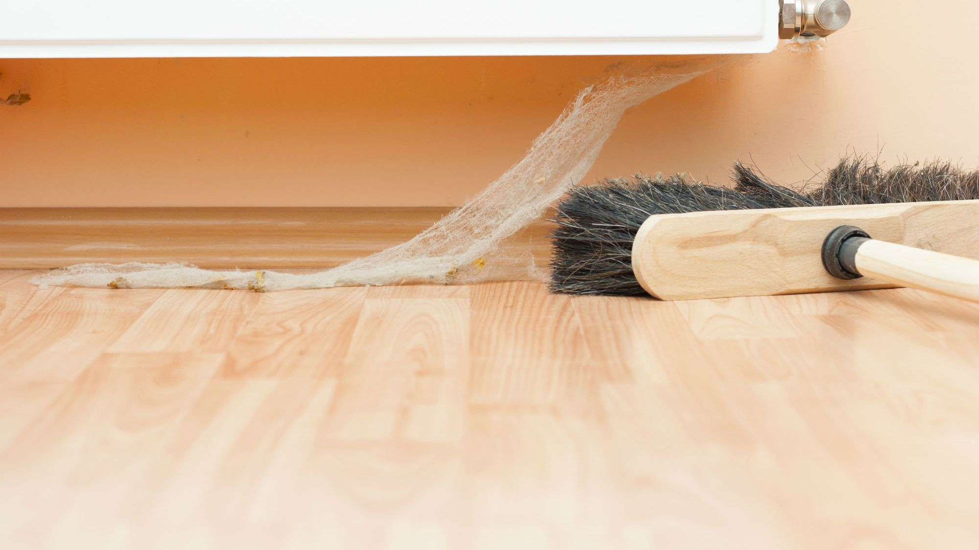 Where Do Cobwebs Come From? Mental Floss