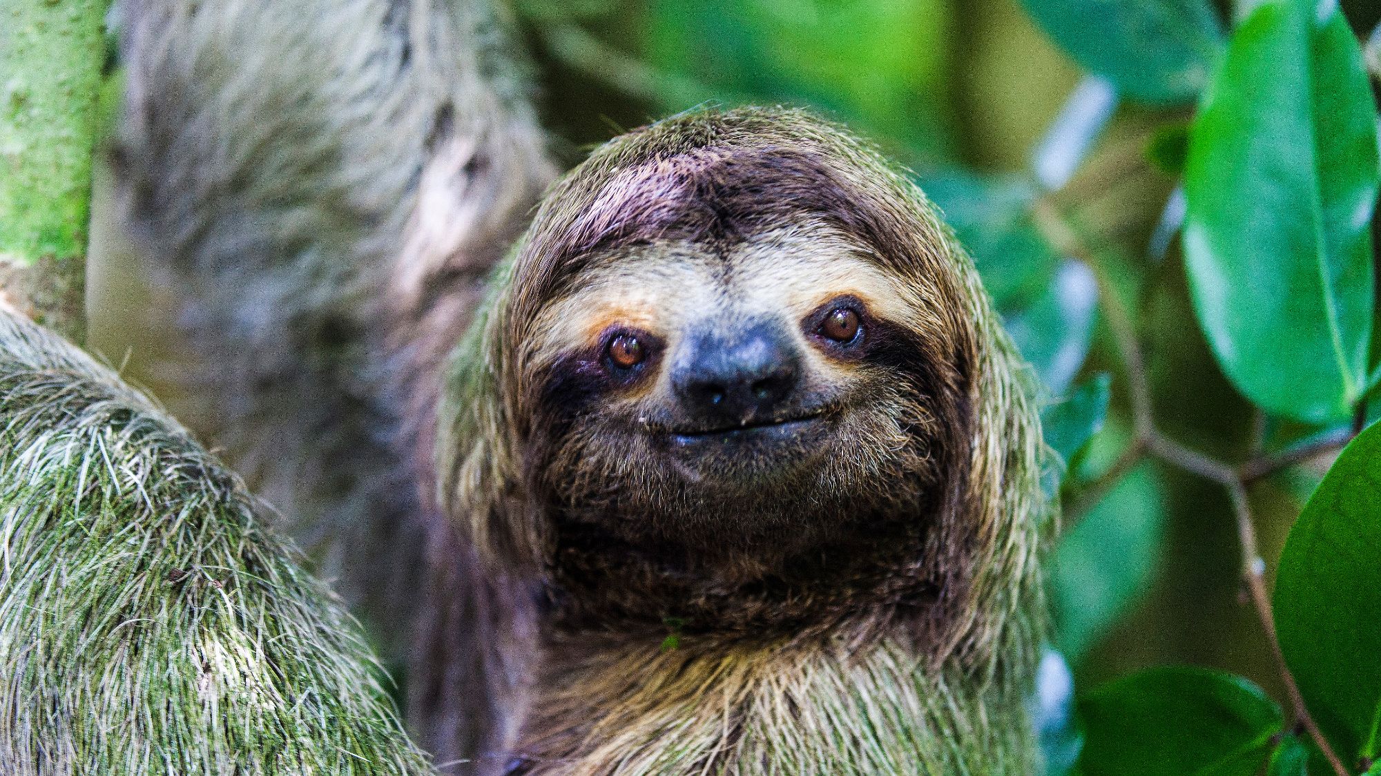 How many sloths are left