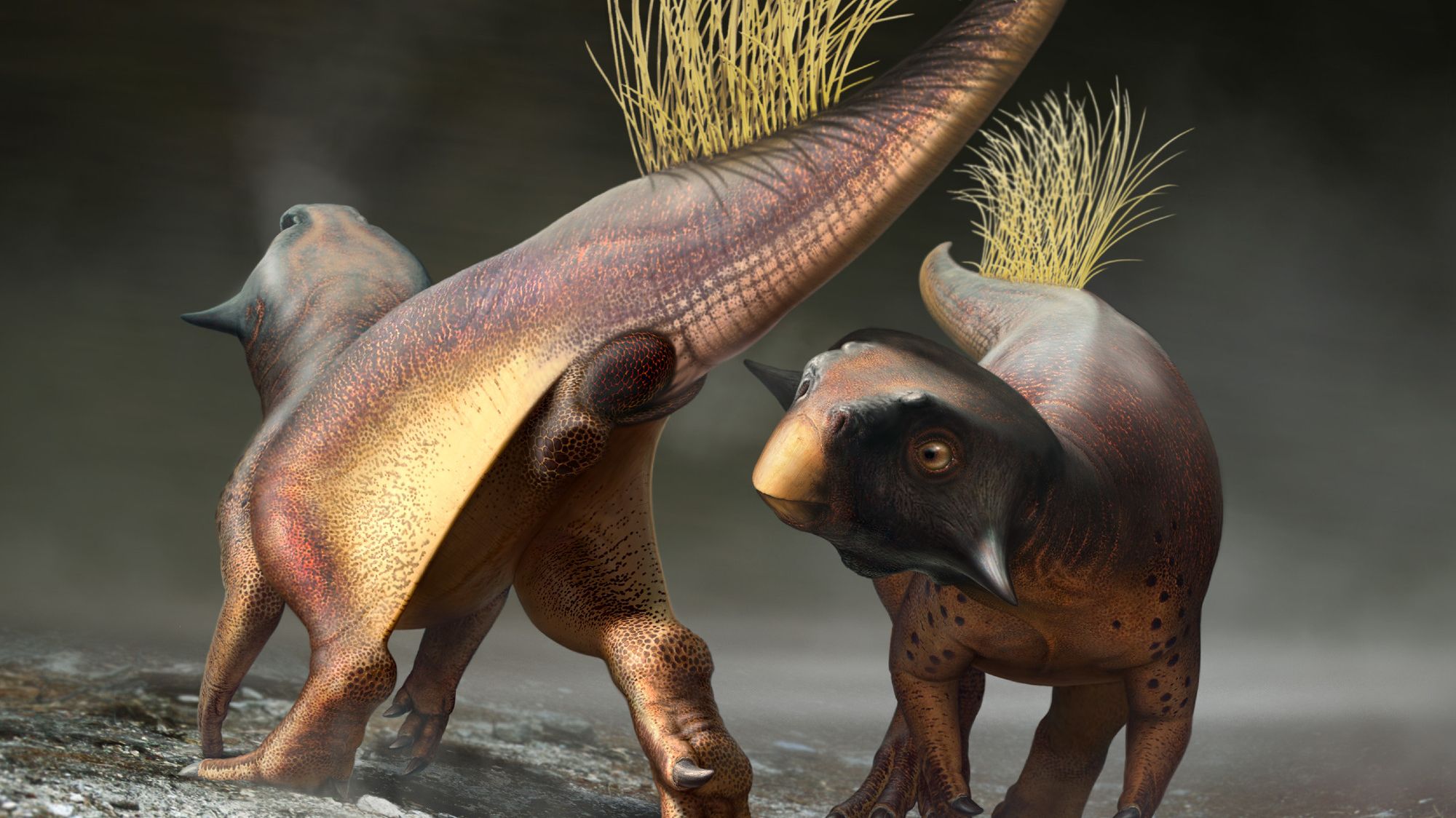 Paleontologists have reconstructed the bottom of a dinosaur