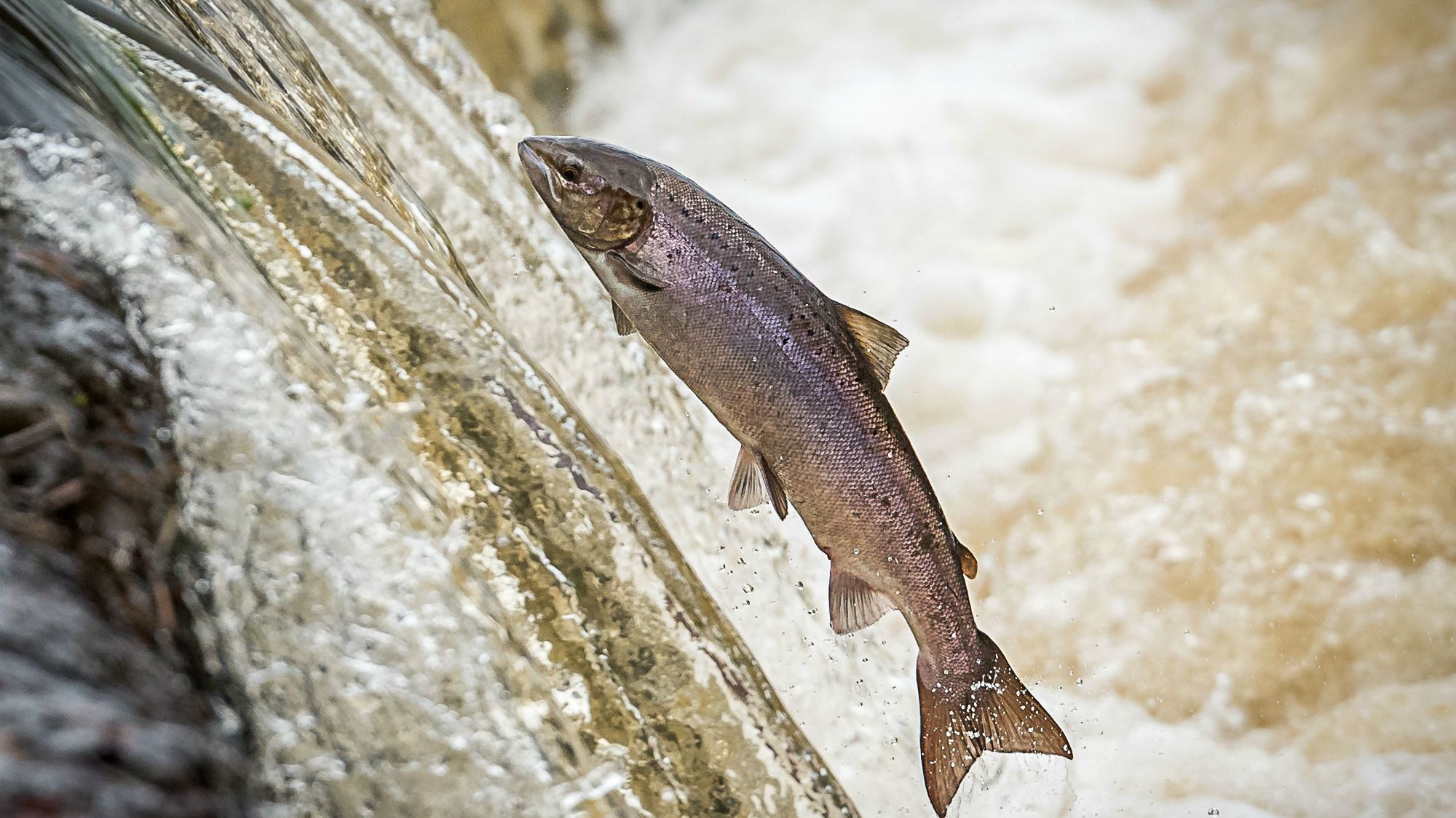 Fish Tube How the 'Salmon Cannon' Works and Why It's Important