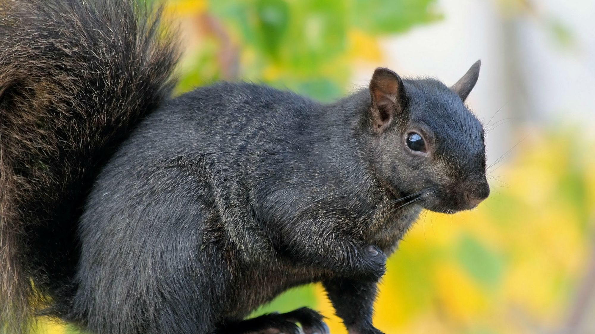 Mystery Solved Scientists Have Figured Out Why Some Squirrels Are Black Mental Floss