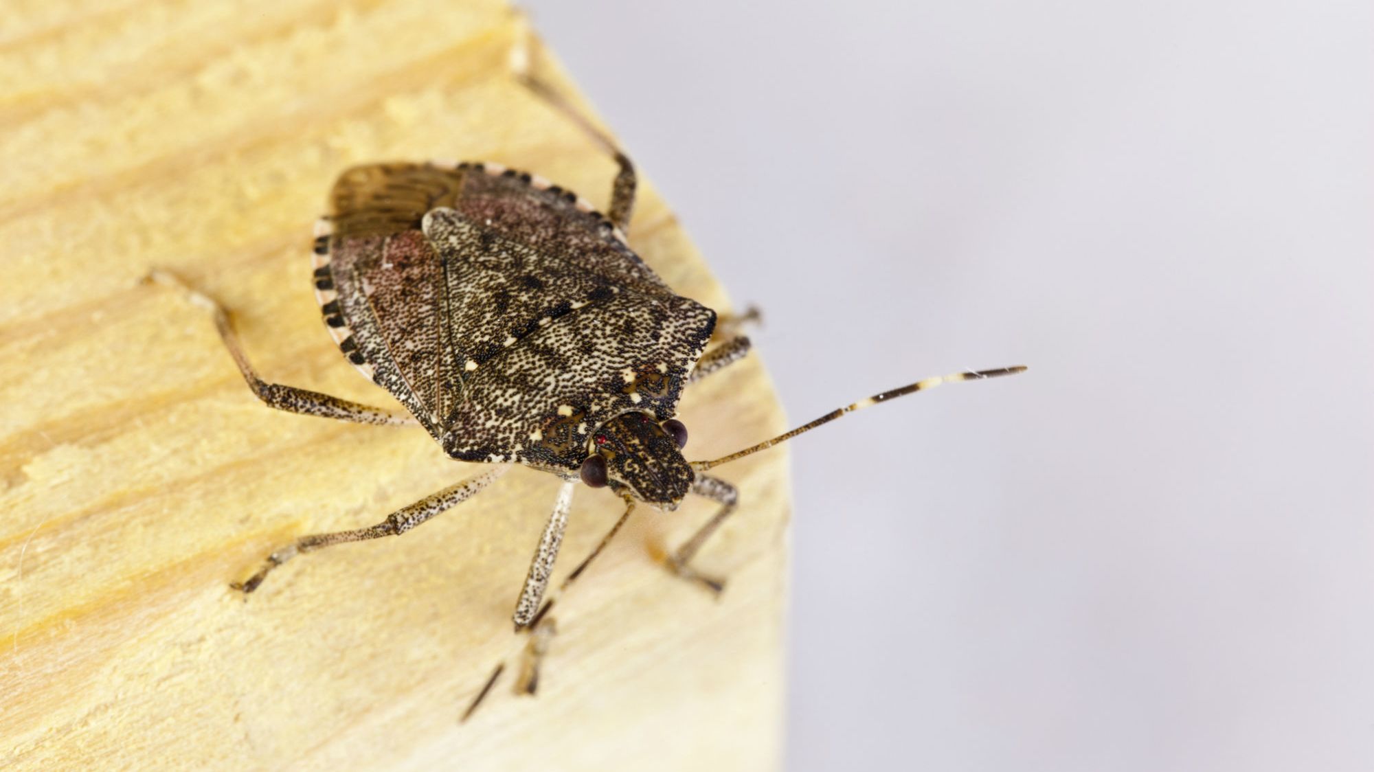 Why You Should Never Squish A Stink Bug Mental Floss