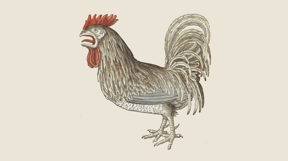 This 16th century illustration of a rooster will have you saying "cock-a-doodle-don't."