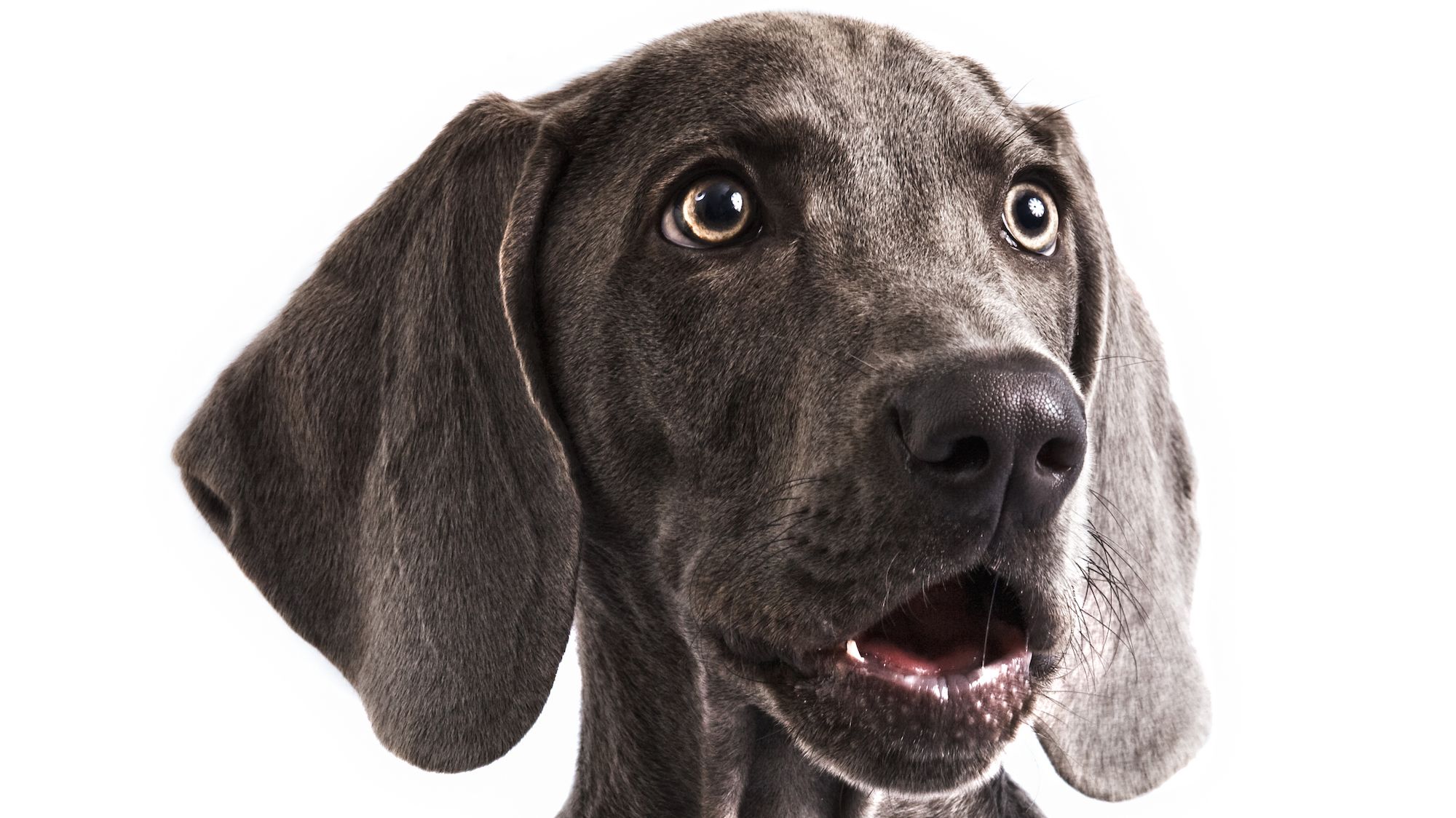 60 Amazing Facts For National Trivia Day Mental Floss