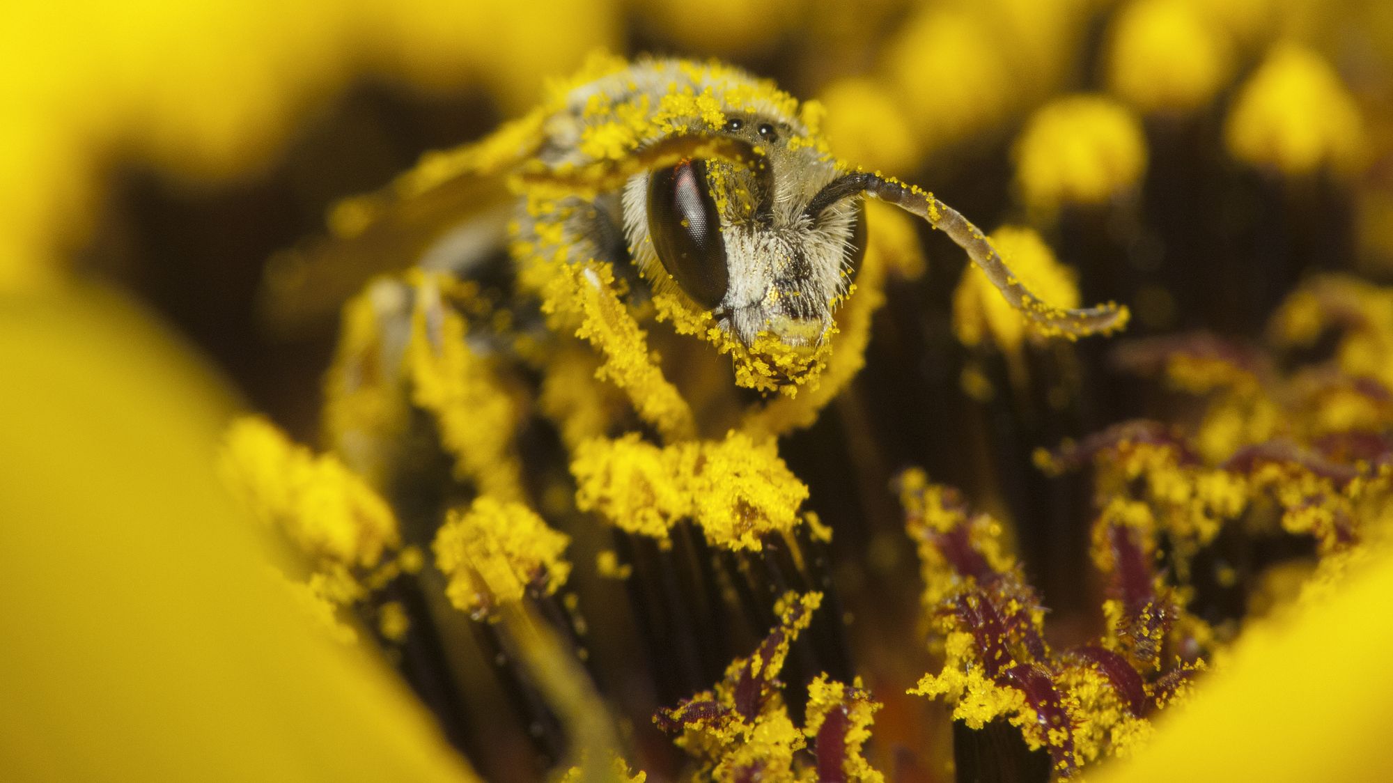 Photographer Captures Rare And Amazing Photos Of North Carolina S Pollen Apocalypse Mental Floss