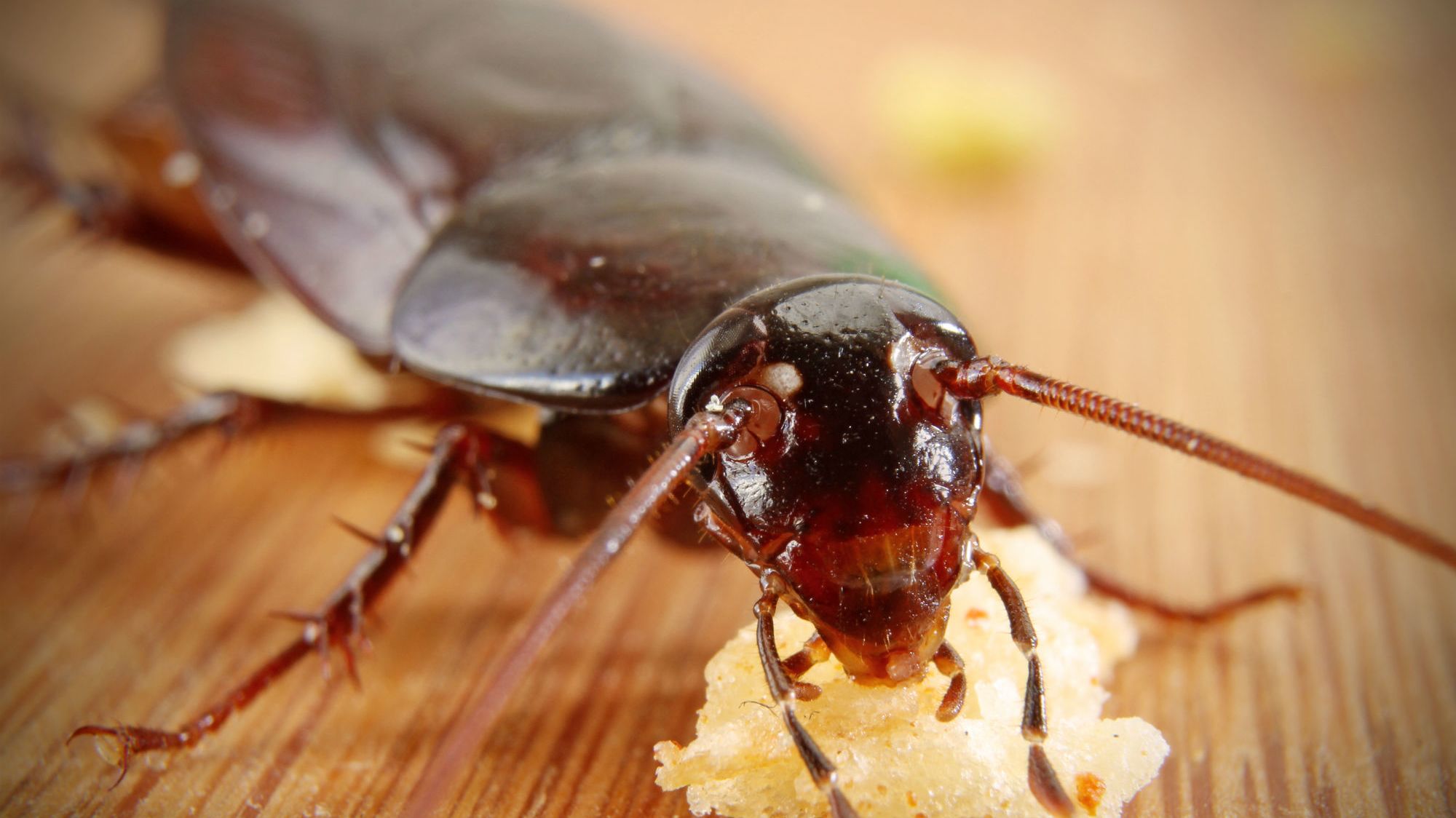 Bug Bombs May Be More Dangerous to You Than the Cockroaches You Want to