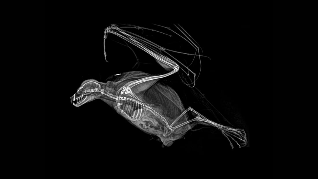 12 Amazing Animal X-Rays from the Oregon Zoo | Mental Floss