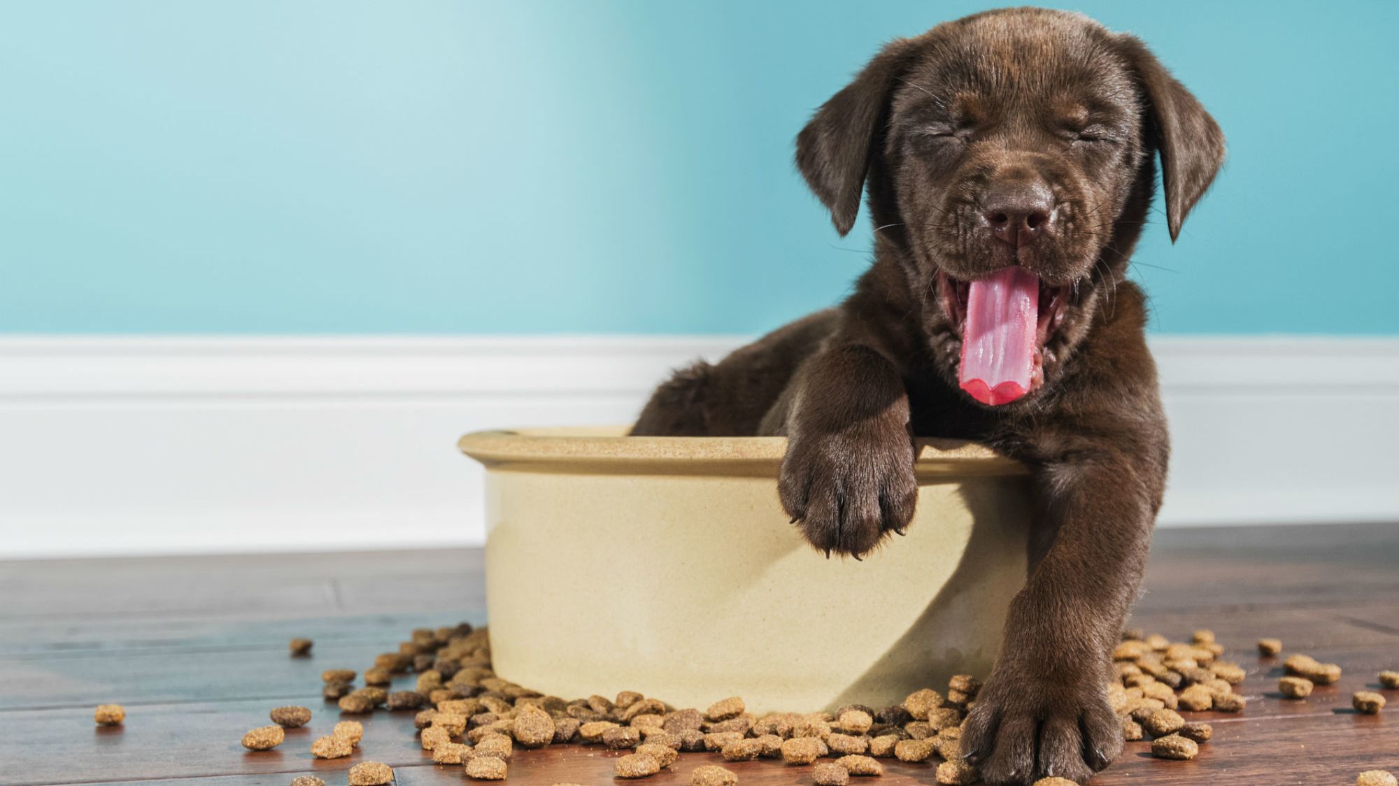 Why Your Pet S Food Bowl Might Be One Of The Grossest Things In