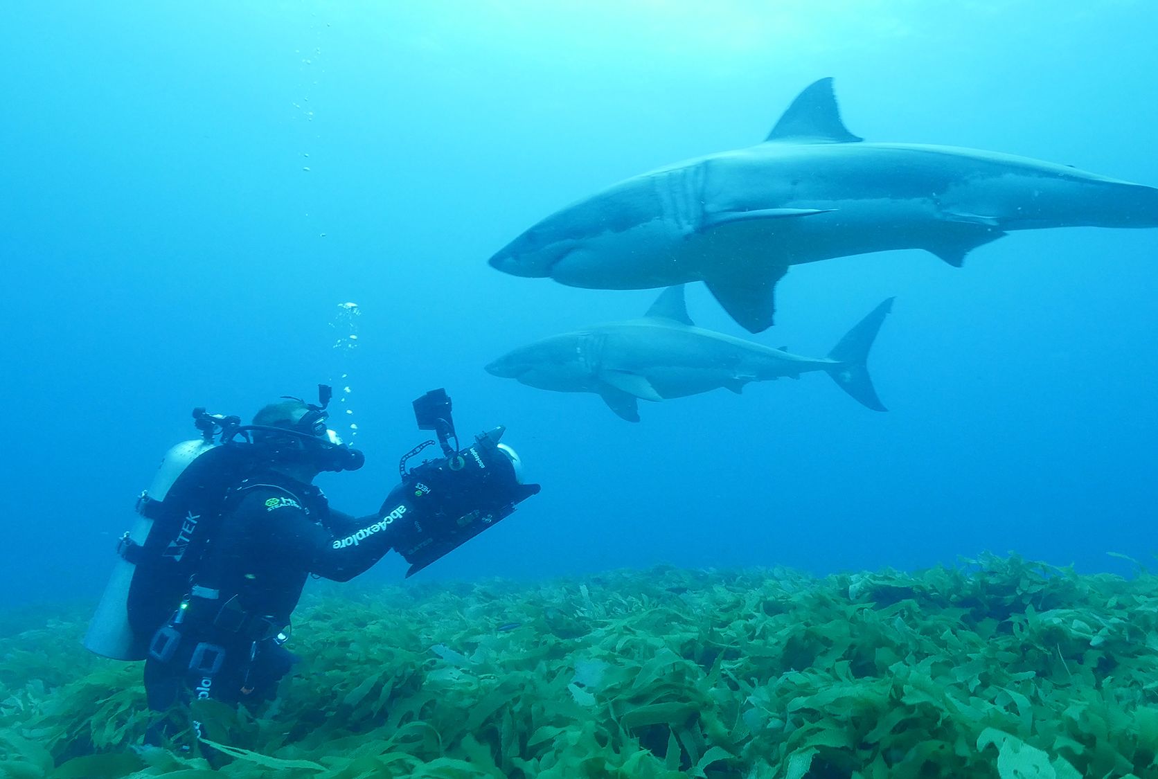 9 Behind The Scenes Secrets Of A Shark Week Cinematographer