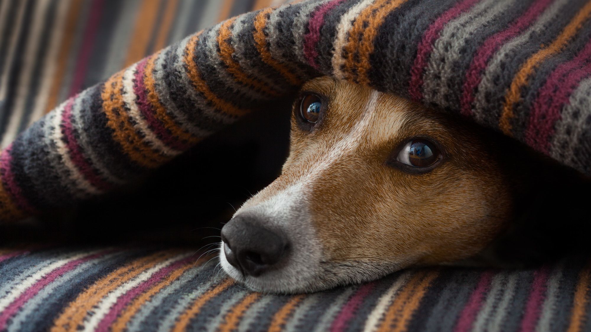 Do Dogs Get Headaches?