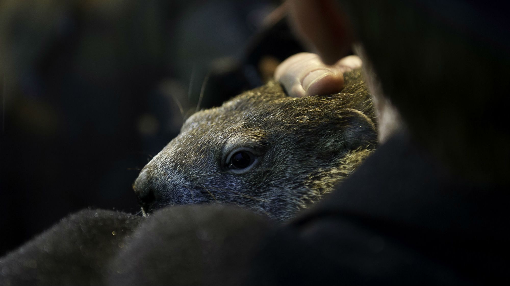 Why Do We Use a Groundhog to Forecast the Climate? Why Do We Use a Groundhog to Forecast the Climate?