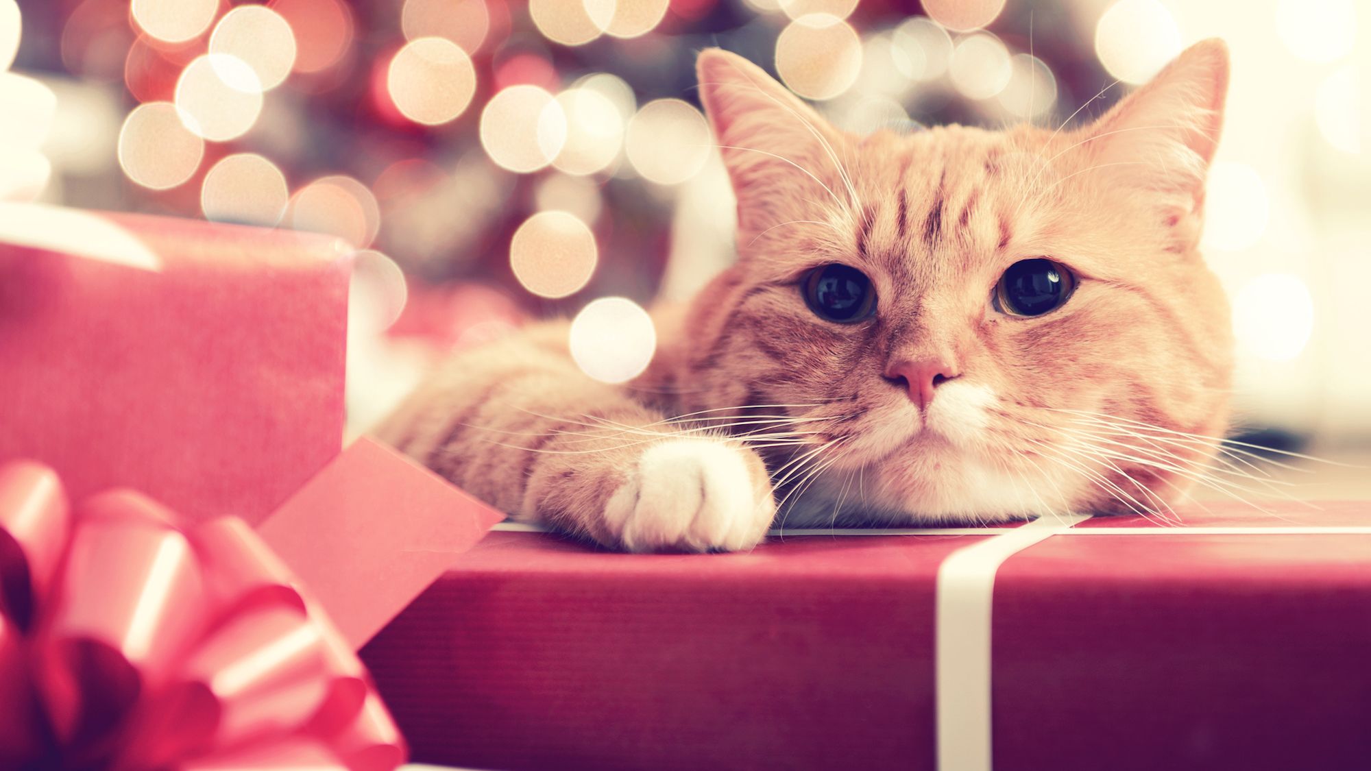 11 Savvy Gifts For Your Cat Mental Floss