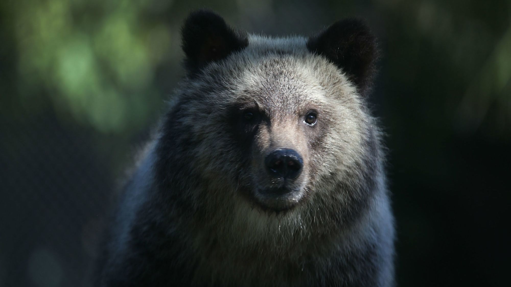 10 Things You Might Not Know About Grizzly Bears Mental Floss