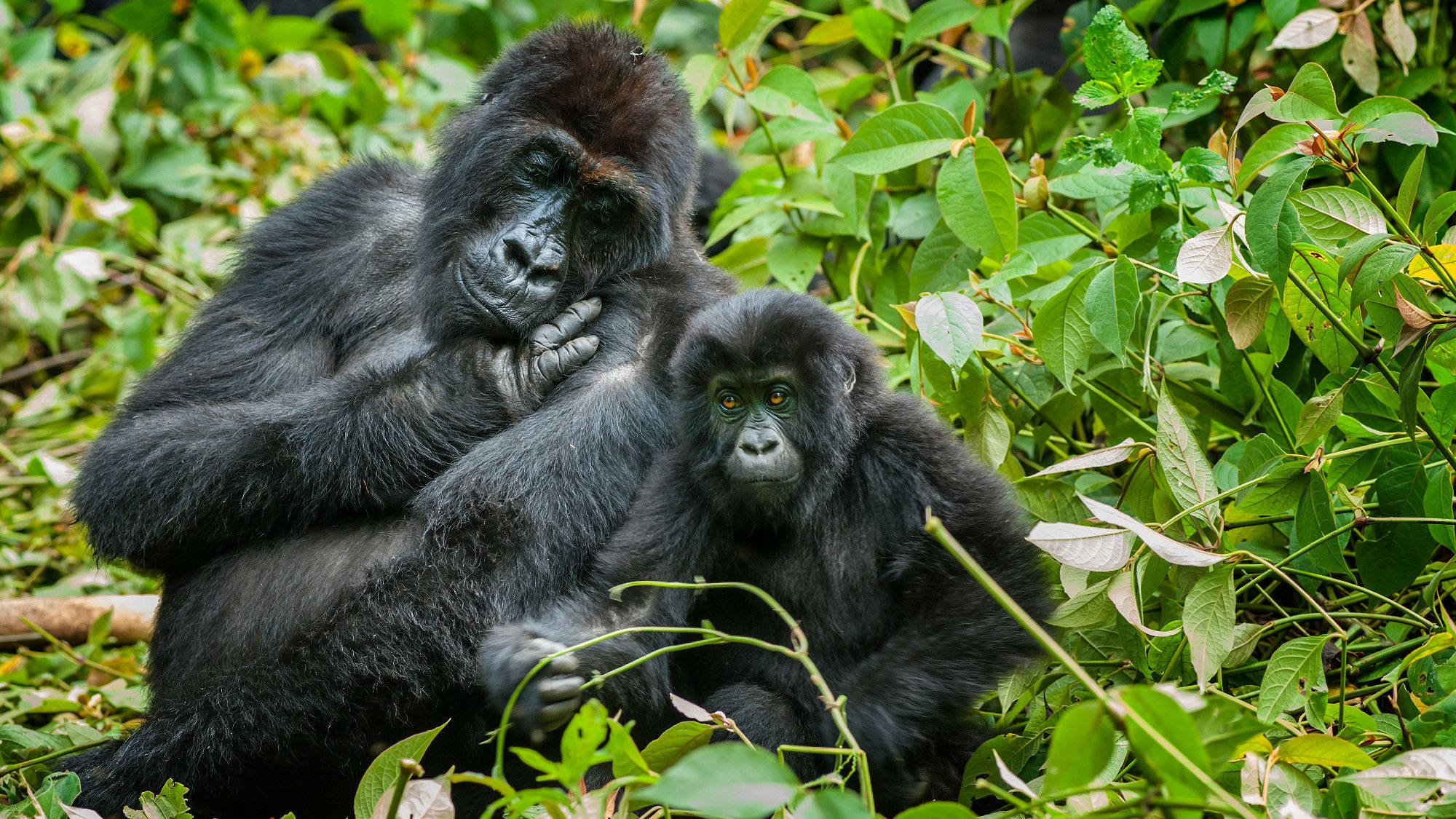 You Can Now Listen To The Republic Of Congo s Rainforests Mental Floss you-can-now-listen-to-the-republic-of-congo-s-rainforests-mental-floss