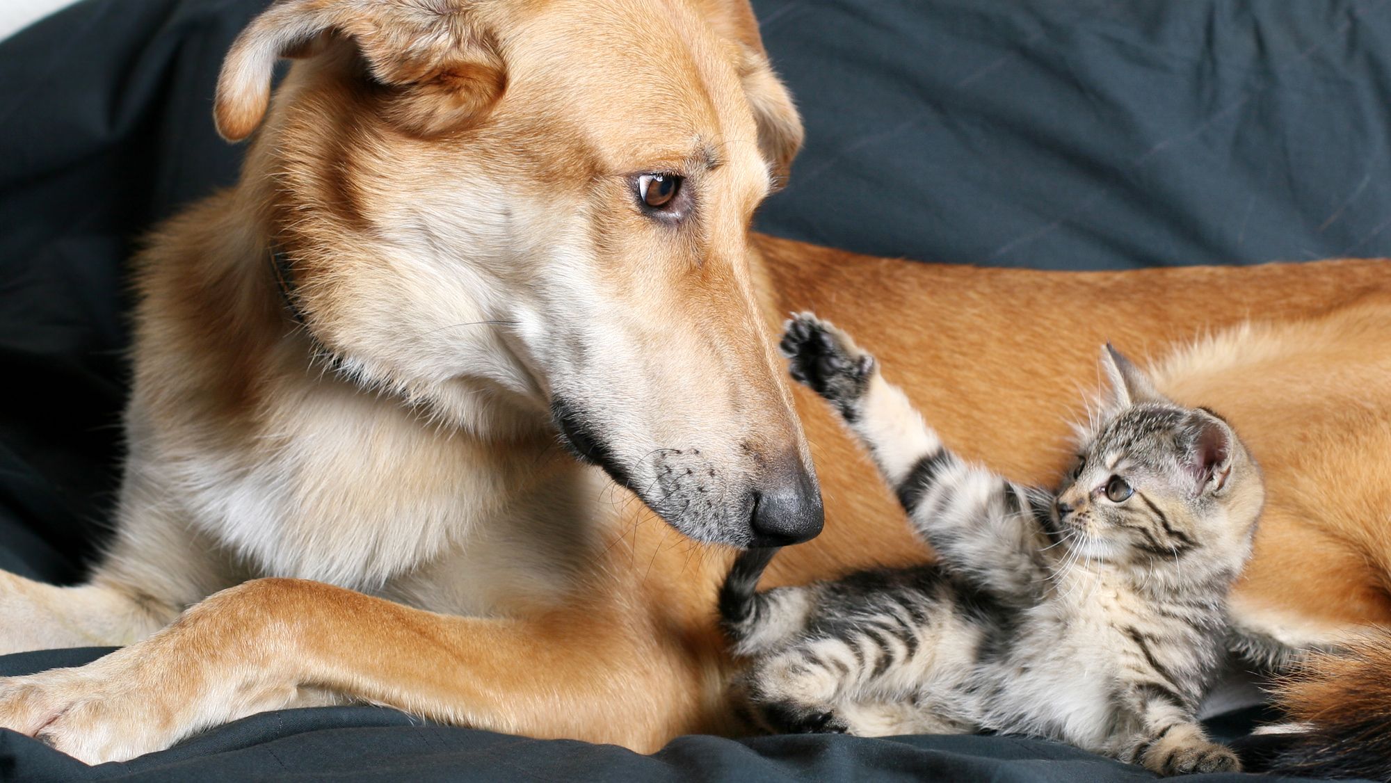 Some Flea and Tick Medications Are Causing Seizures In Cats and Dogs