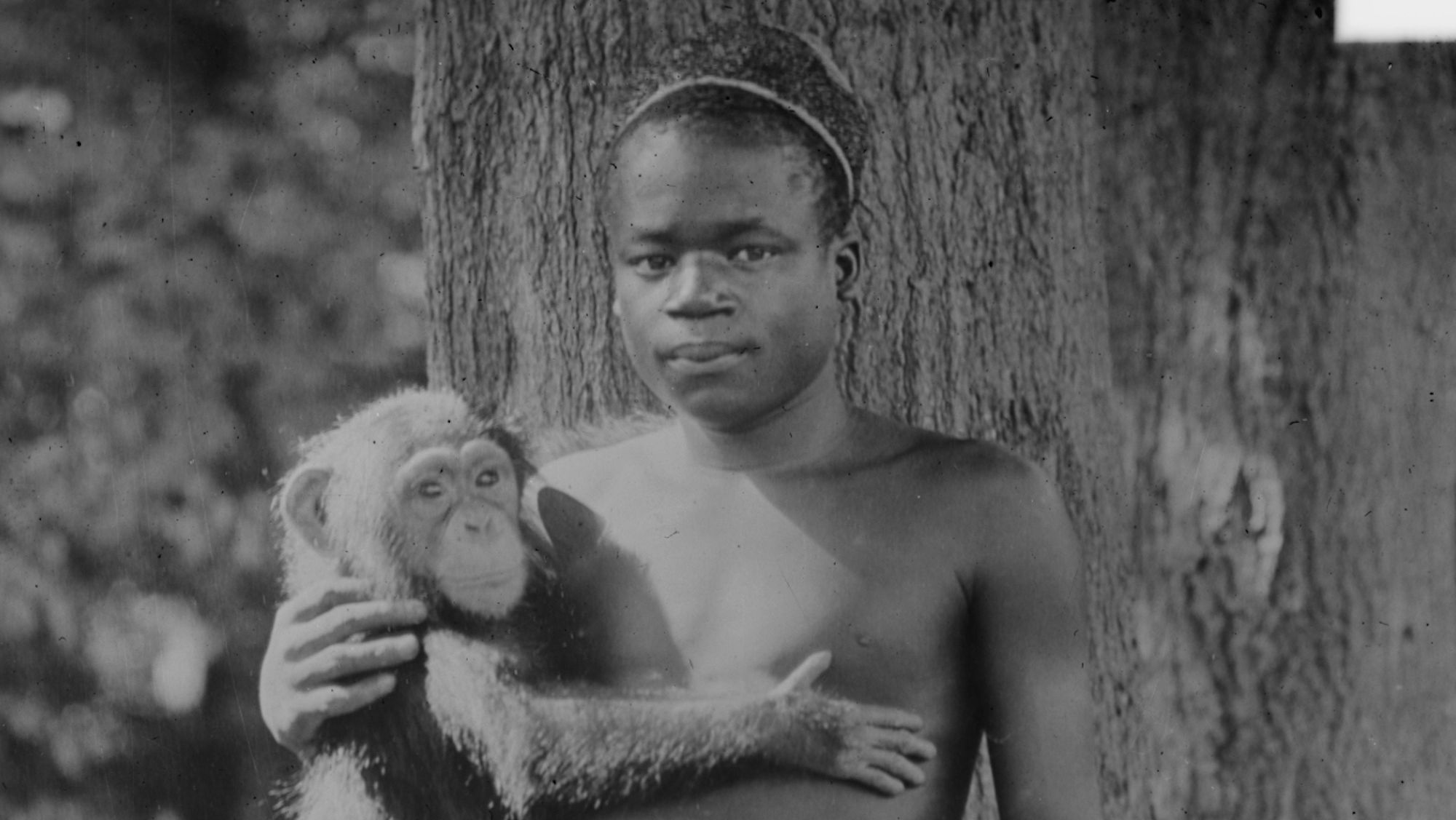 The Bronx Zoo Put Ota Tenga On Display Monkey House Mental Floss