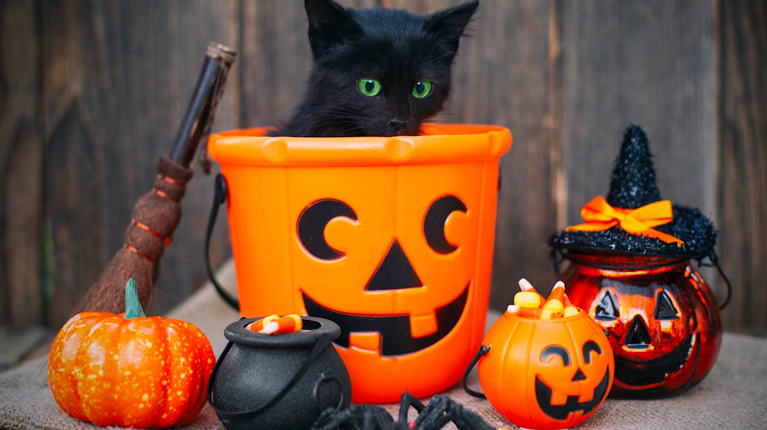eli_asenova/iStock via Getty Images