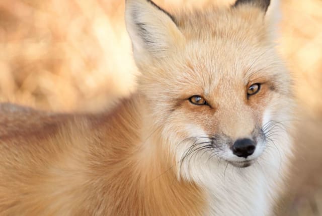 A red fox.