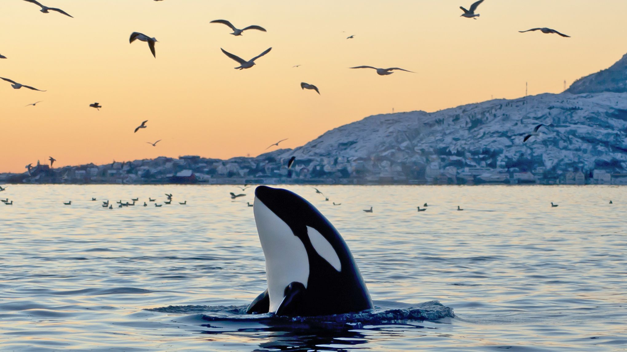An Orca Quickly Learns to Mimic Human Speech Mental Floss