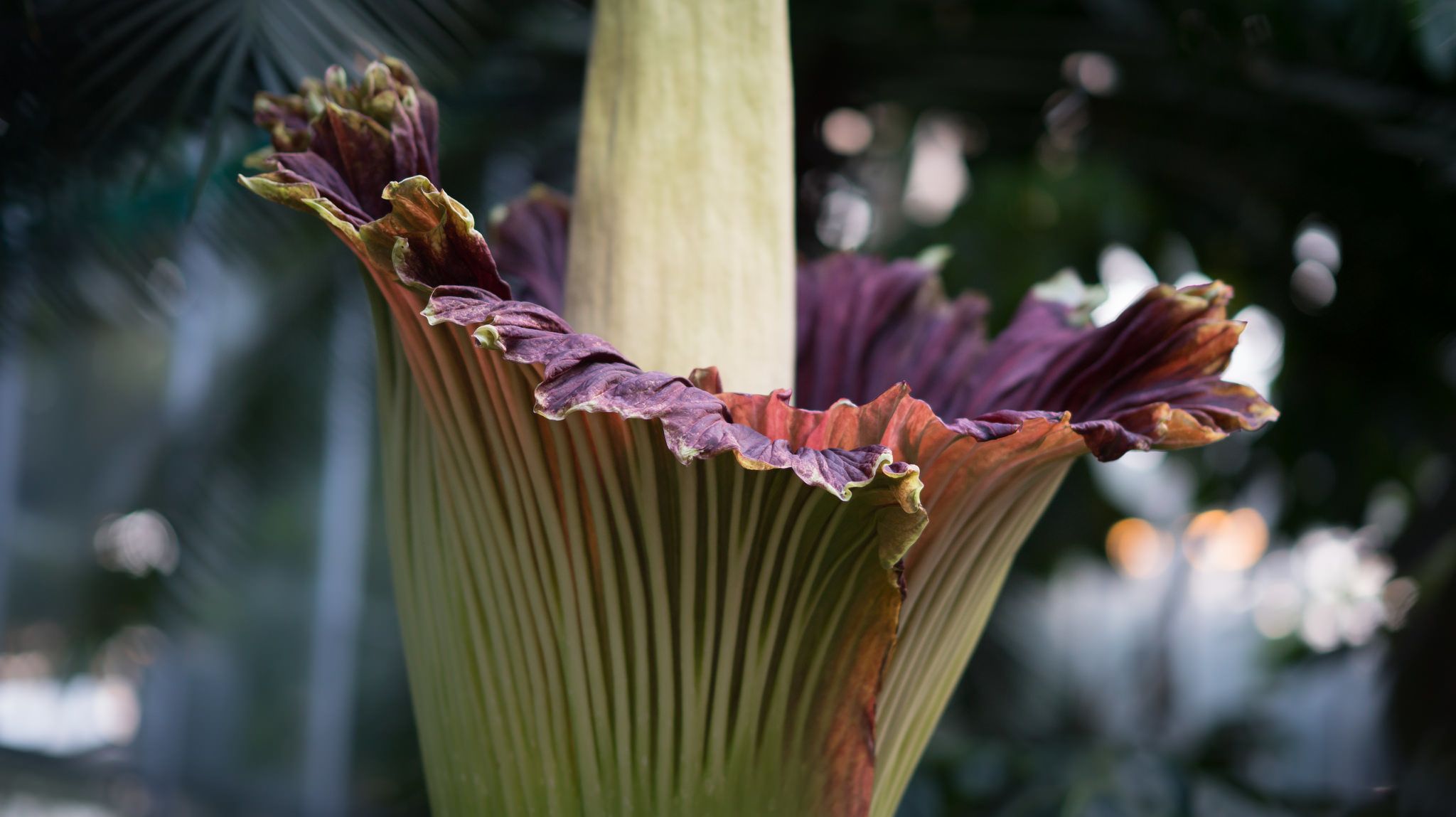 10 Stinky Facts About Corpse Flowers Mental Floss 10 Stinky Facts About Corpse Flowers Mental Floss