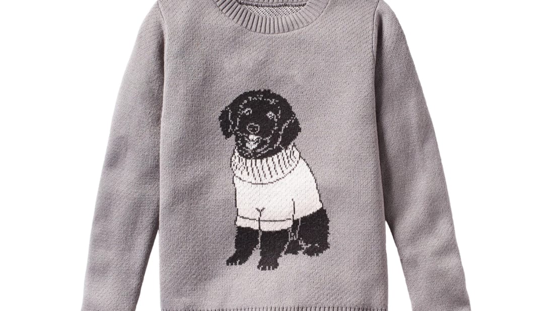 dog on sweater
