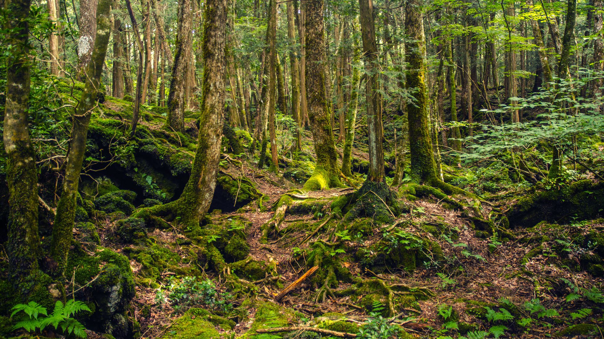 15 Eerie Things About Japan  s Suicide  Forest  Mental Floss