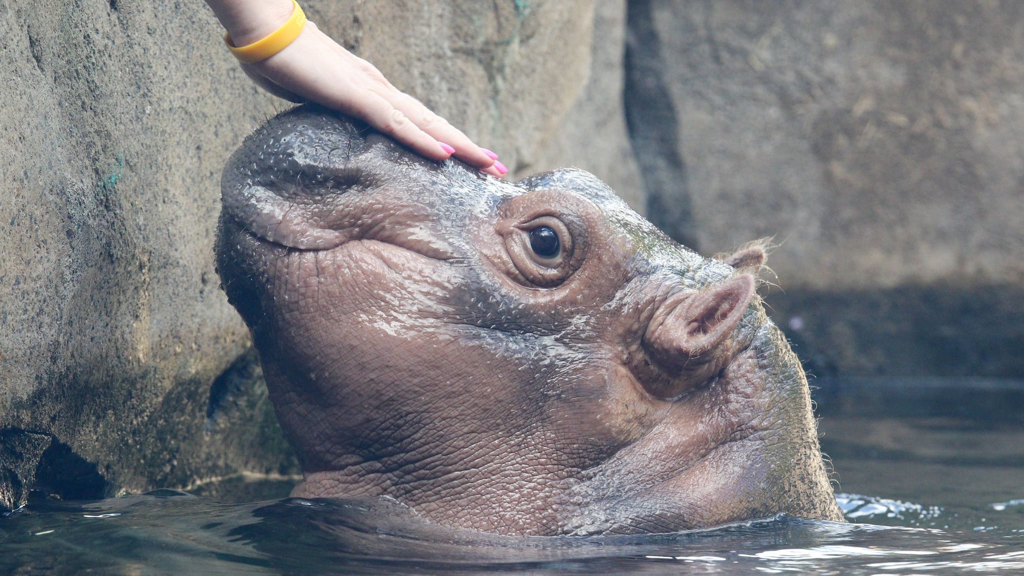 Fiona The Hippo On Cameo Mental Floss