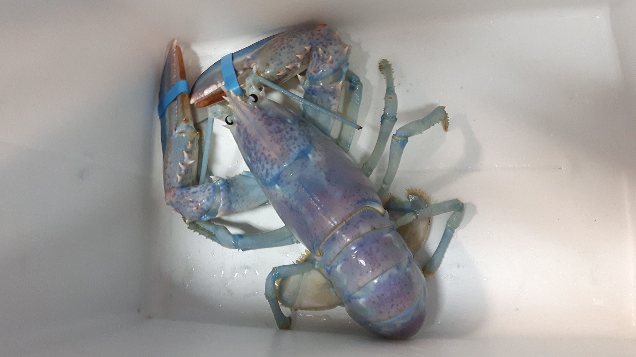 Fisherman Catches Rare Cotton Candy Lobster Donates It To