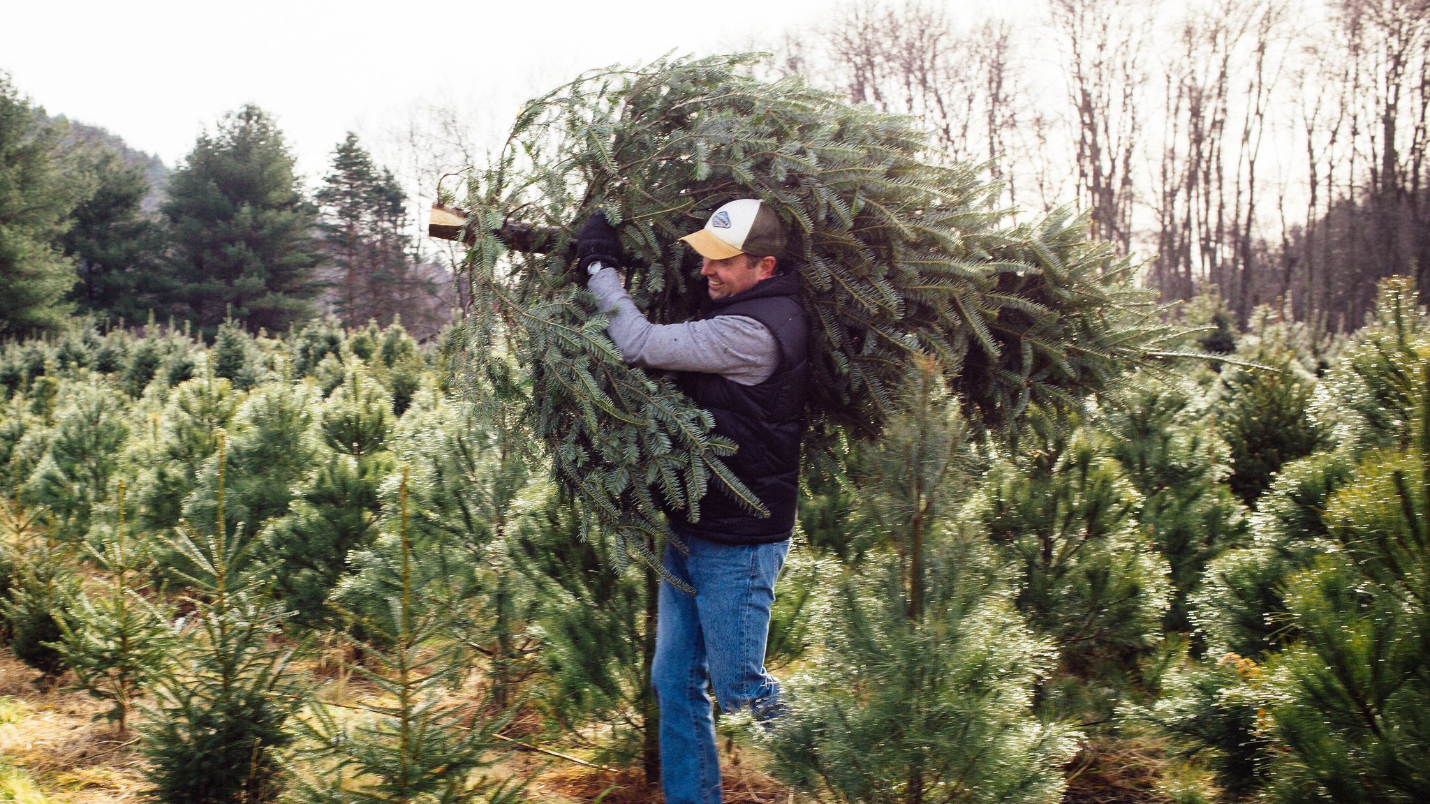10 Secrets of Christmas Tree Farmers Mental Floss