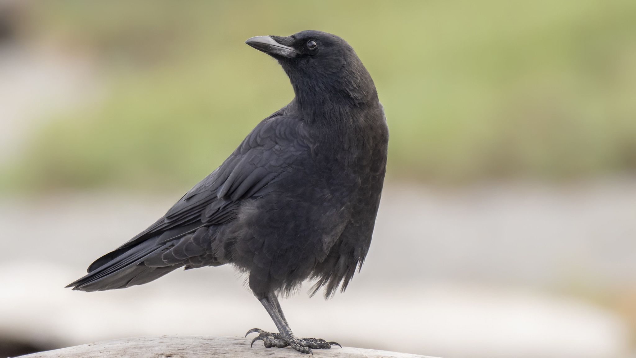 12 Fascinating Facts About Crows | Mental Floss