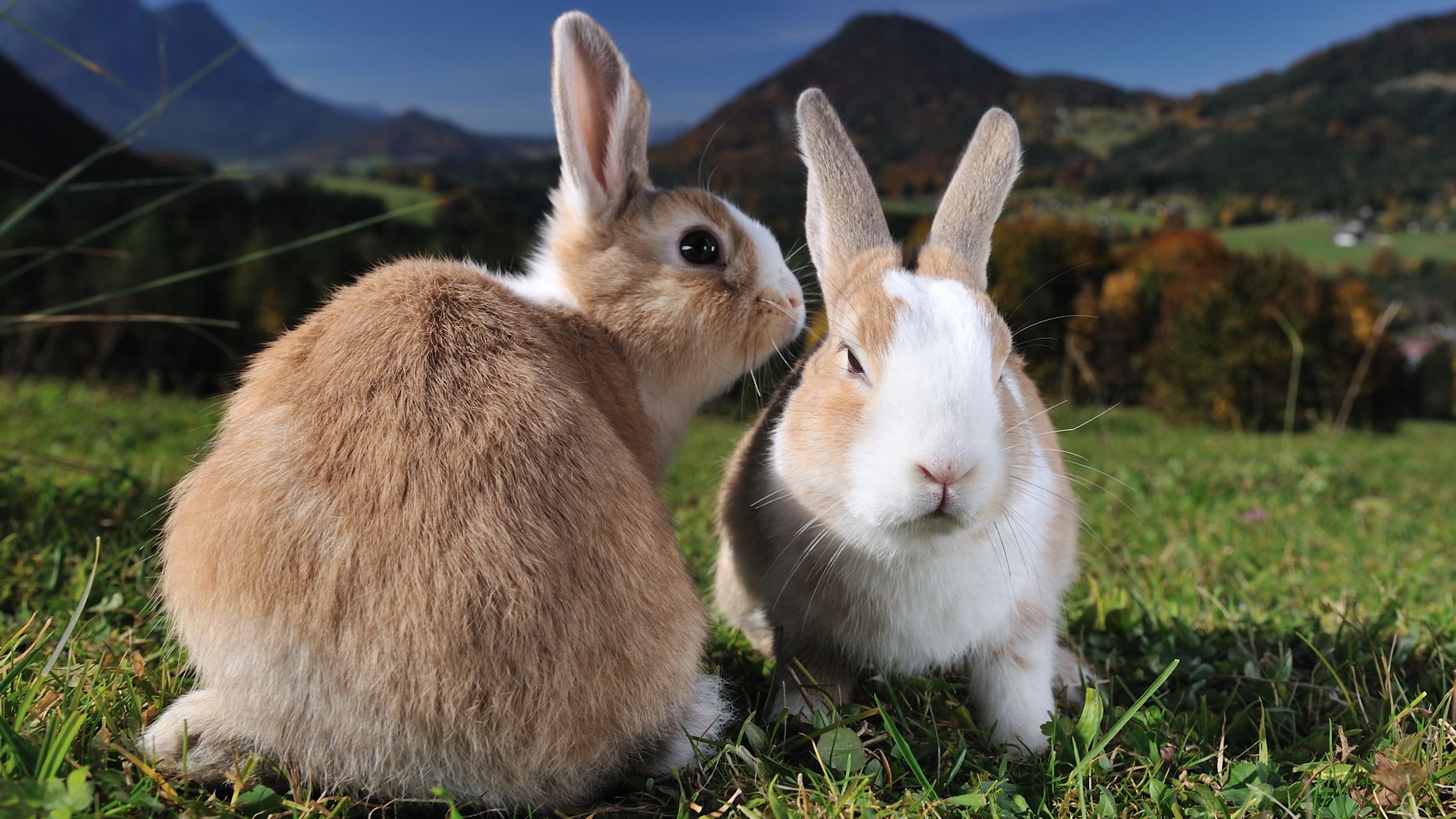 К чему снится кролик живой. Фото играющих кроликов. Заяц и кролик фото рядом. Кролики узкая картинка. Кролики фото узкое.