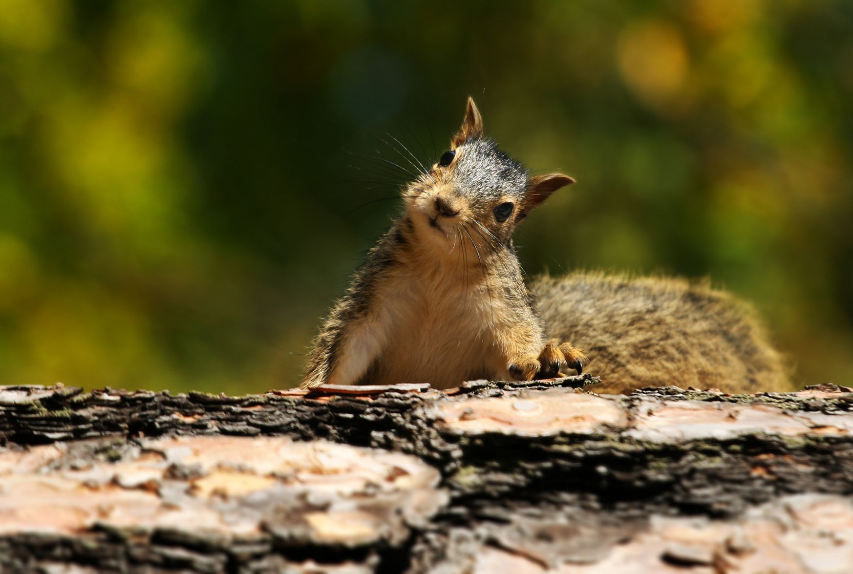 Squirrel Day 2022