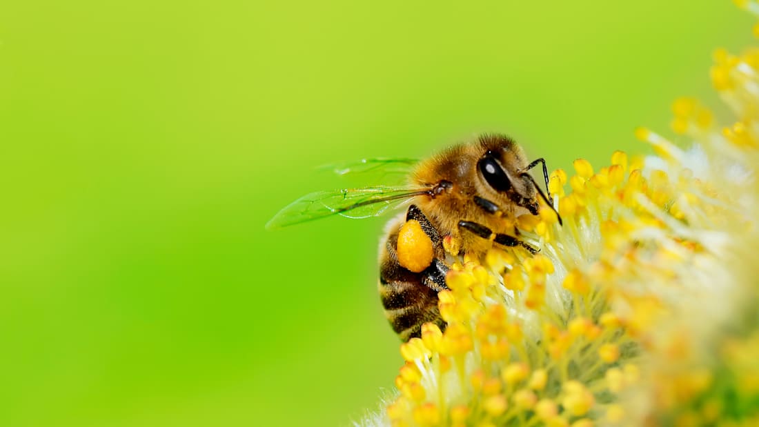 iStock