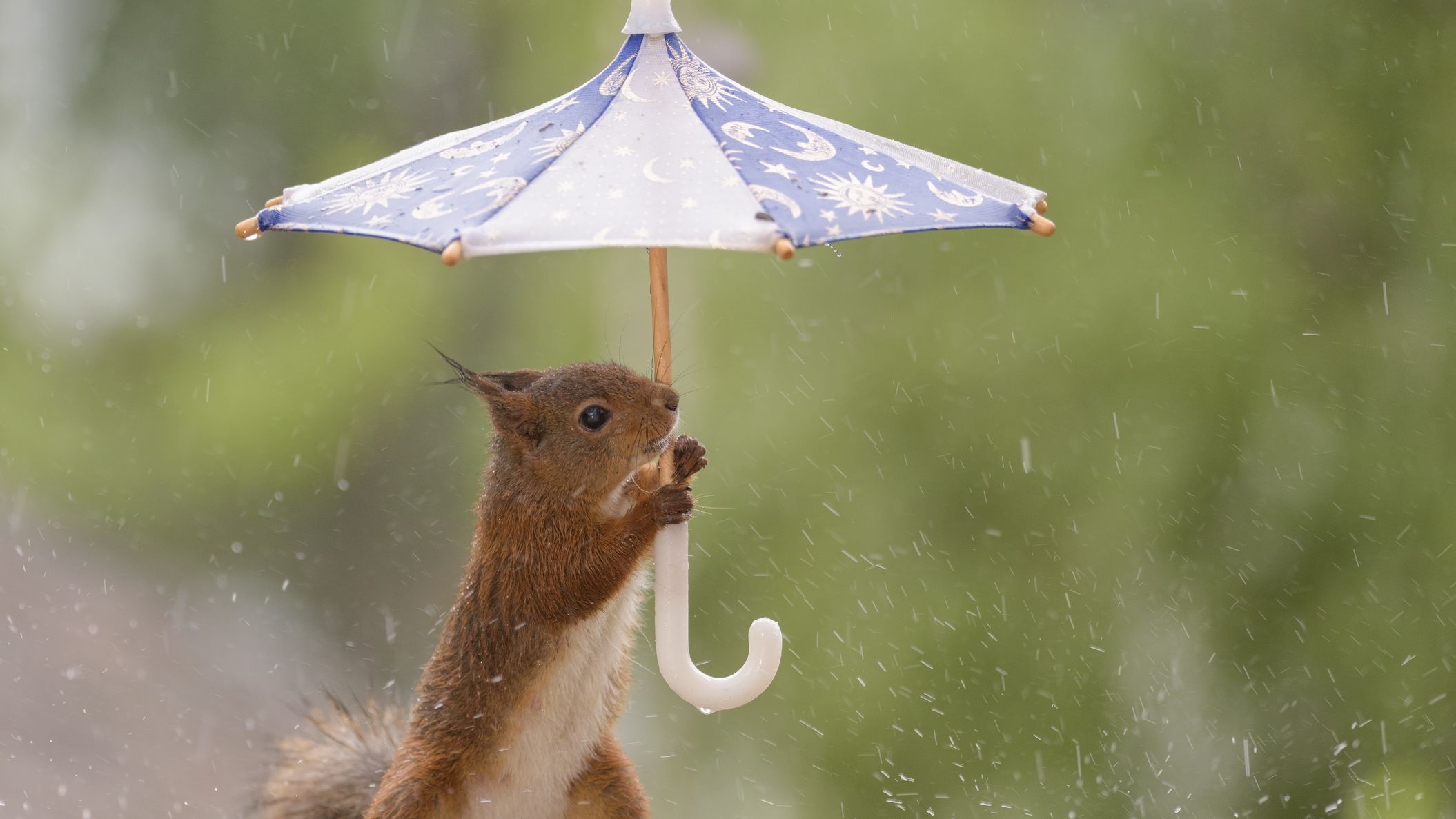 15 Umbrellas to Keep You Dry Mental Floss