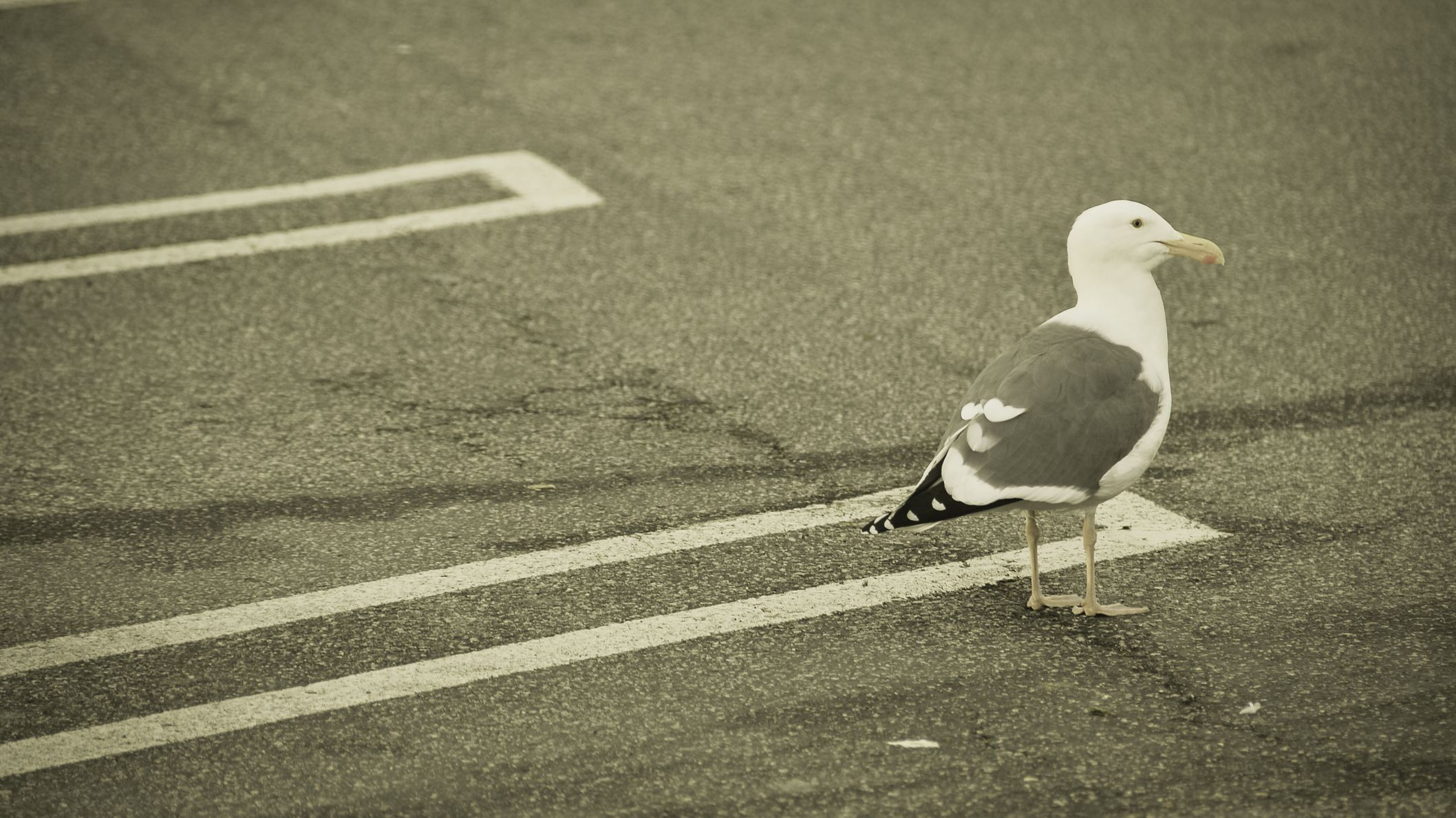 Why Do Seagulls Hang Out In Parking Lots Mental Floss