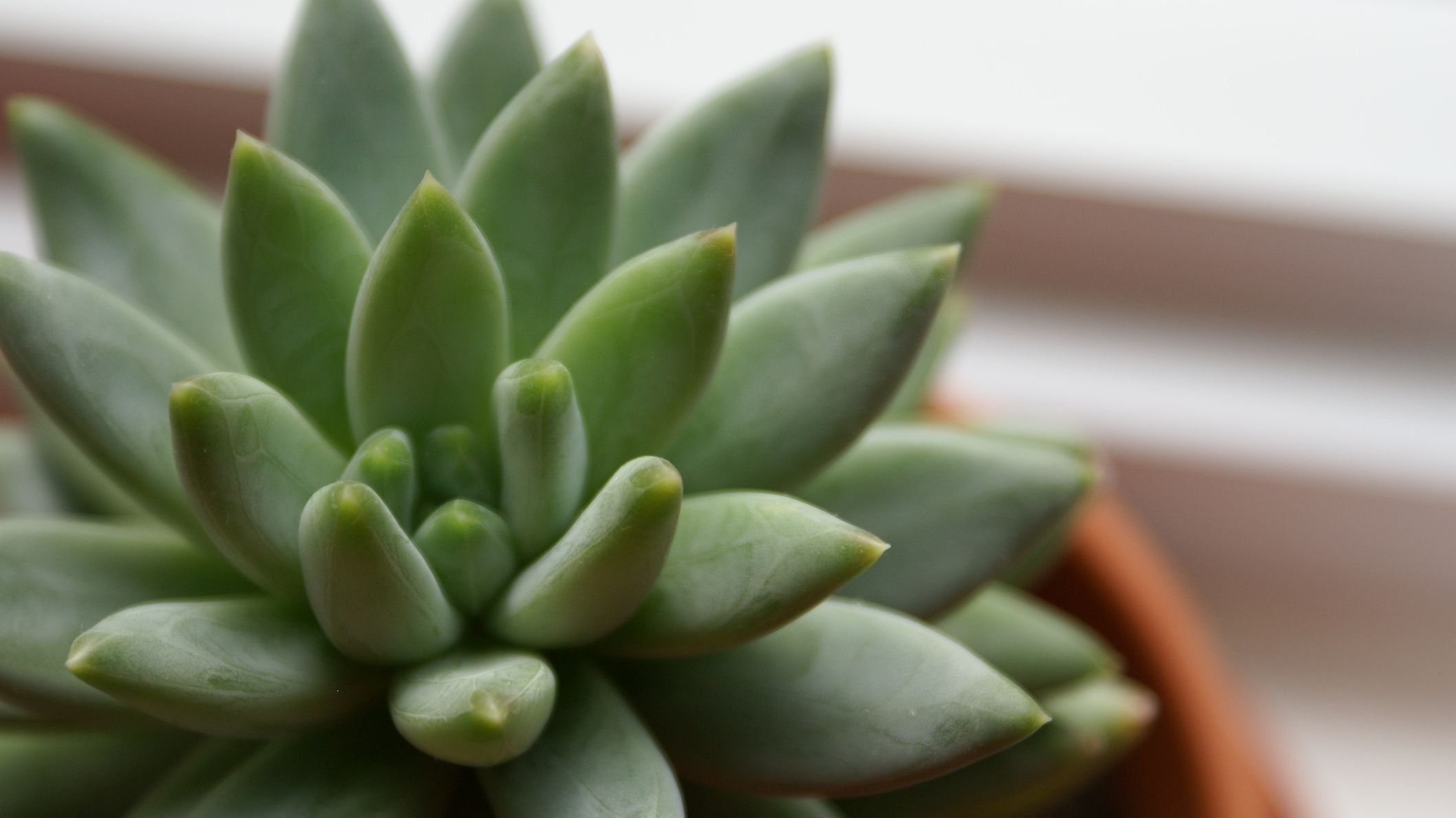 11 Adorable Planters To Bring Life To Your Home Mental Floss