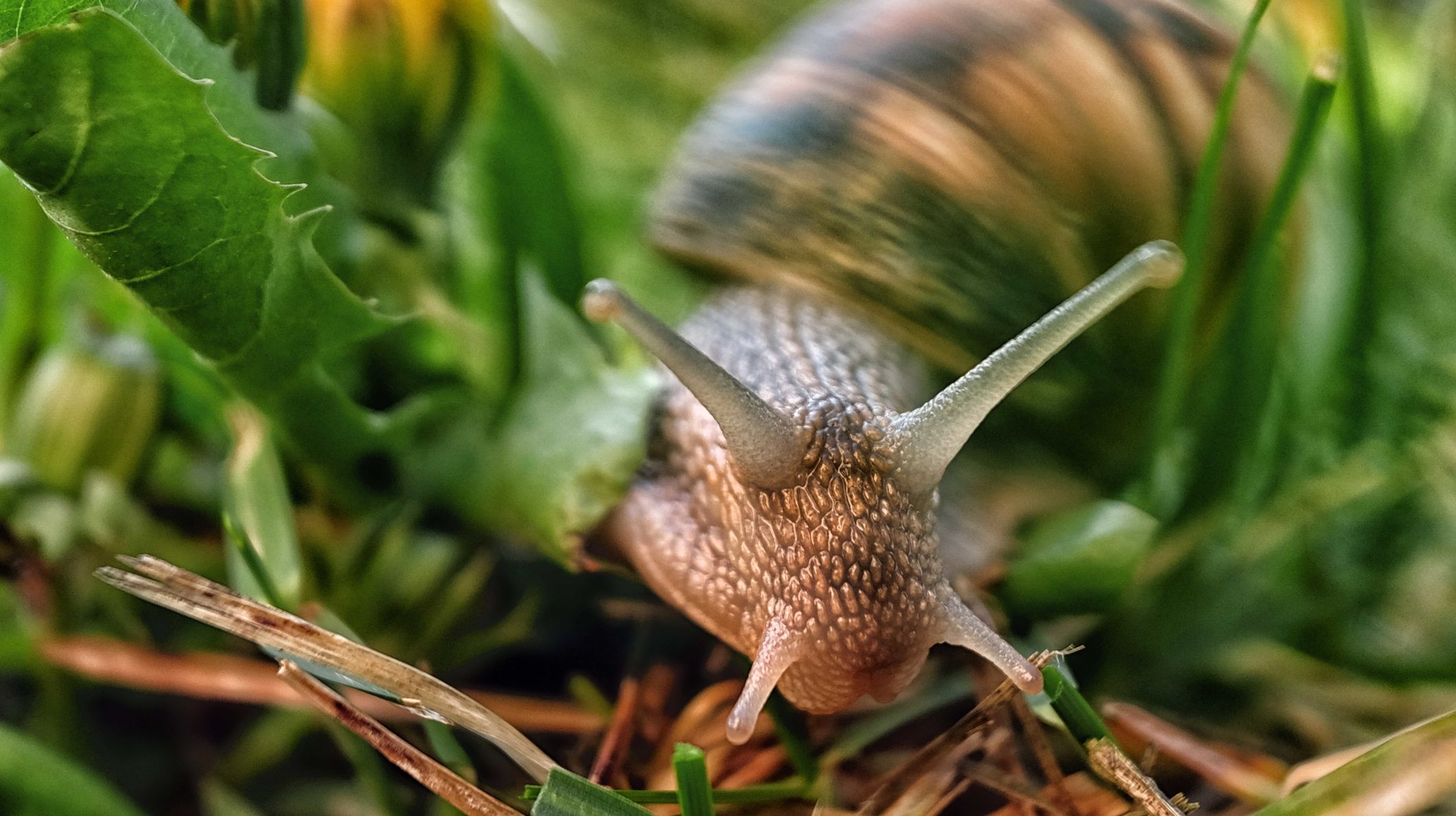 16 Fast Facts About Snails Mental Floss