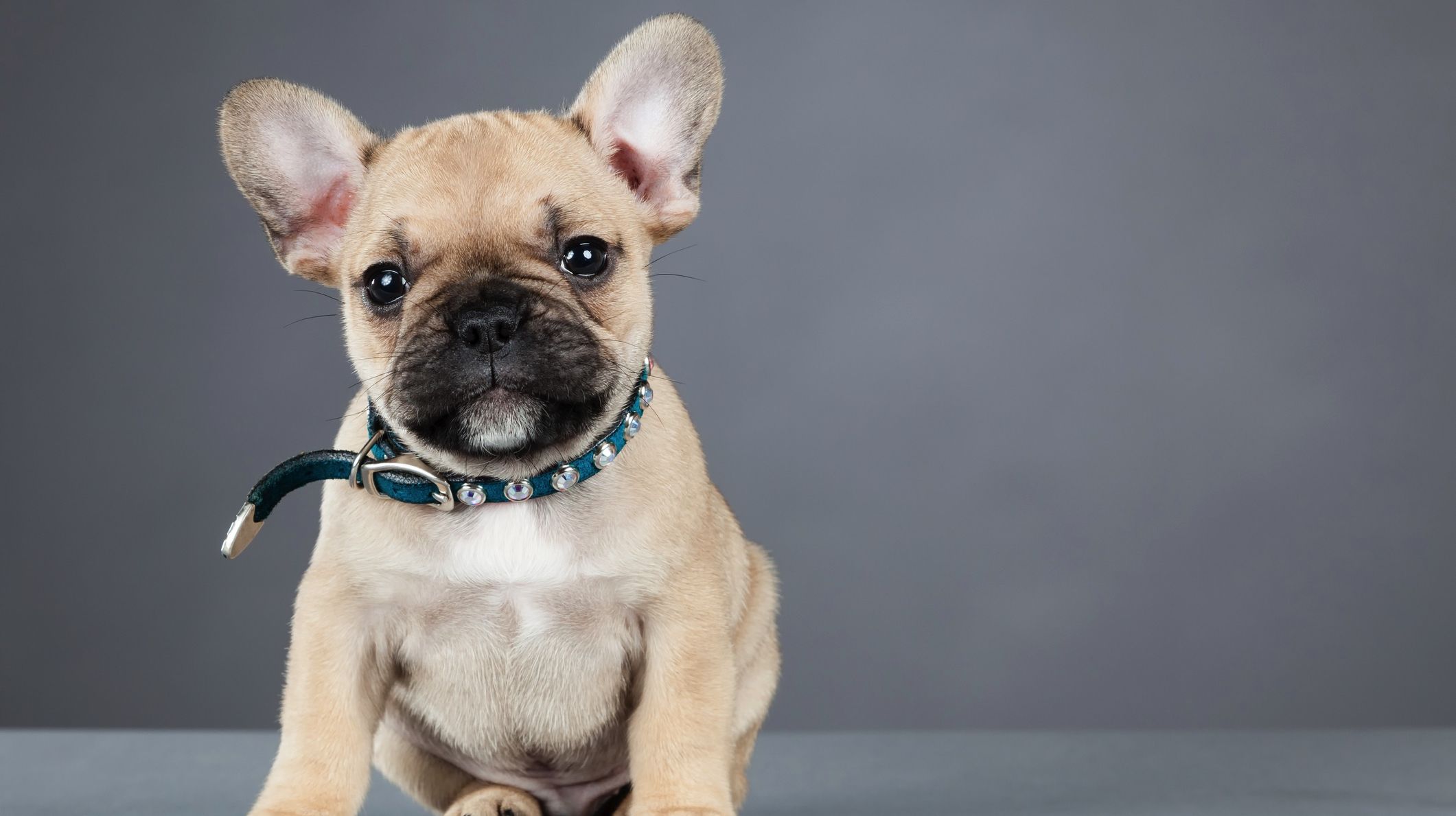 over the top french bulldogs