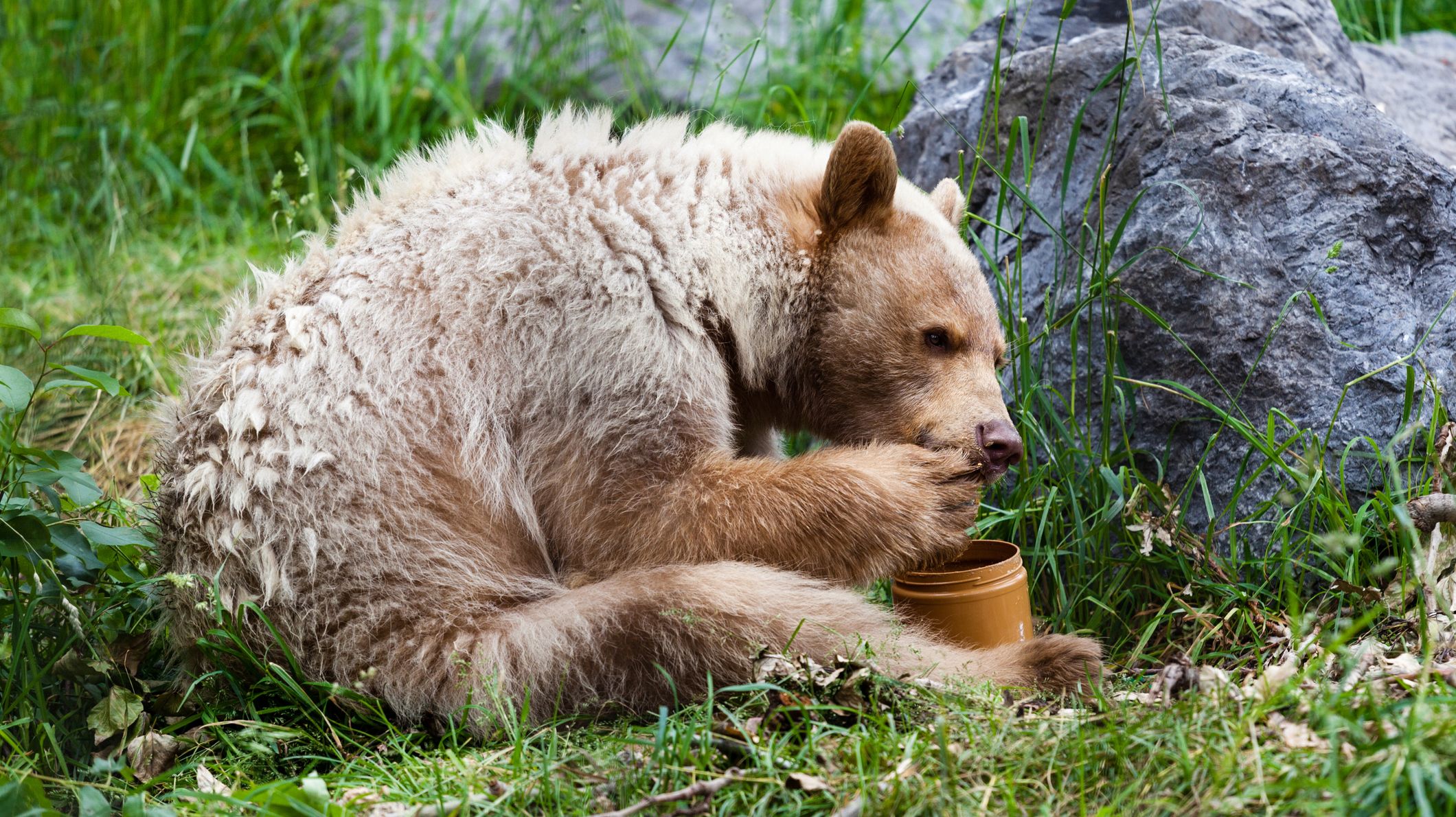 Do Bears Really Love Honey Mental Floss
