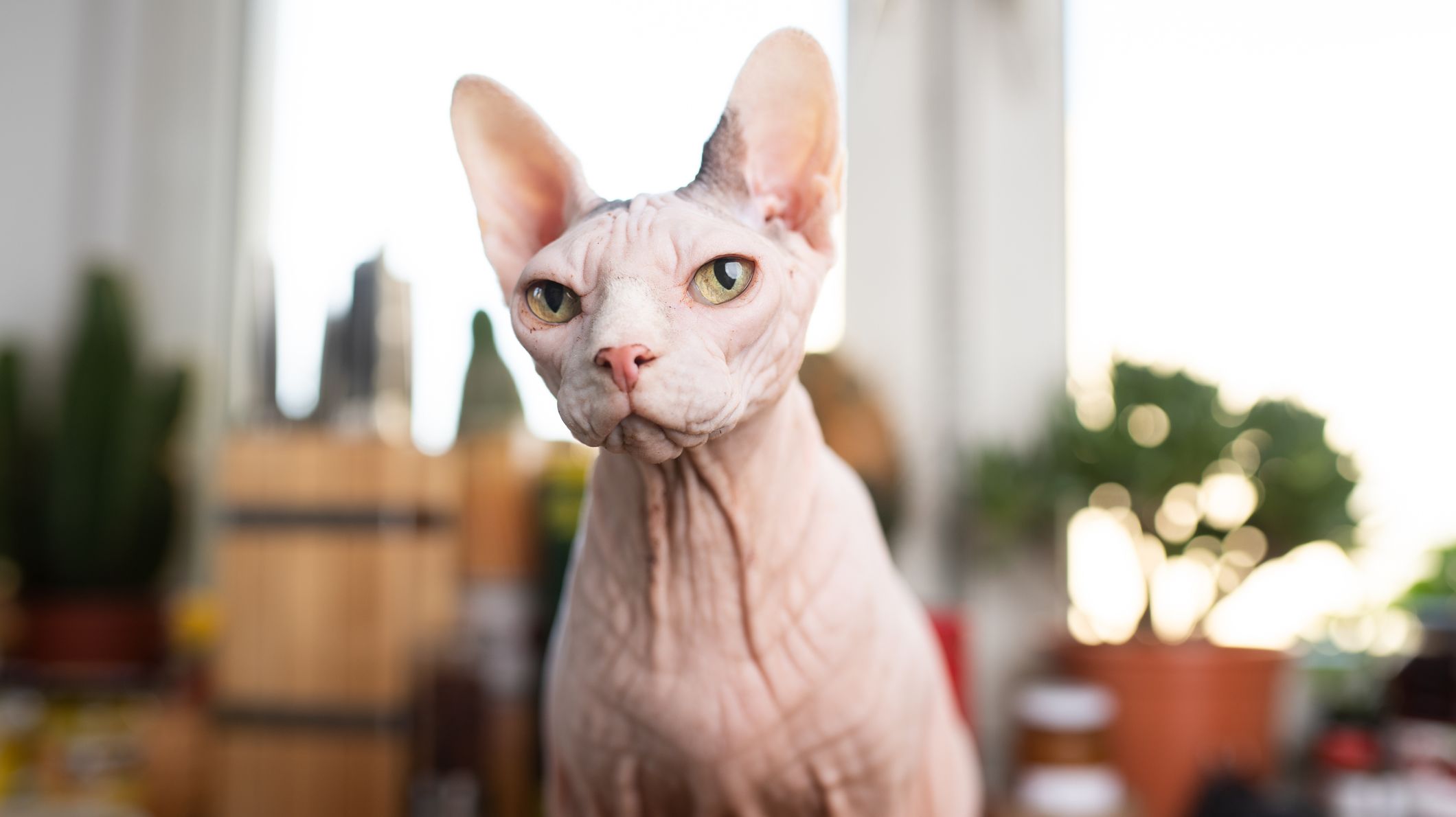 11 Information About Sphynx Cats