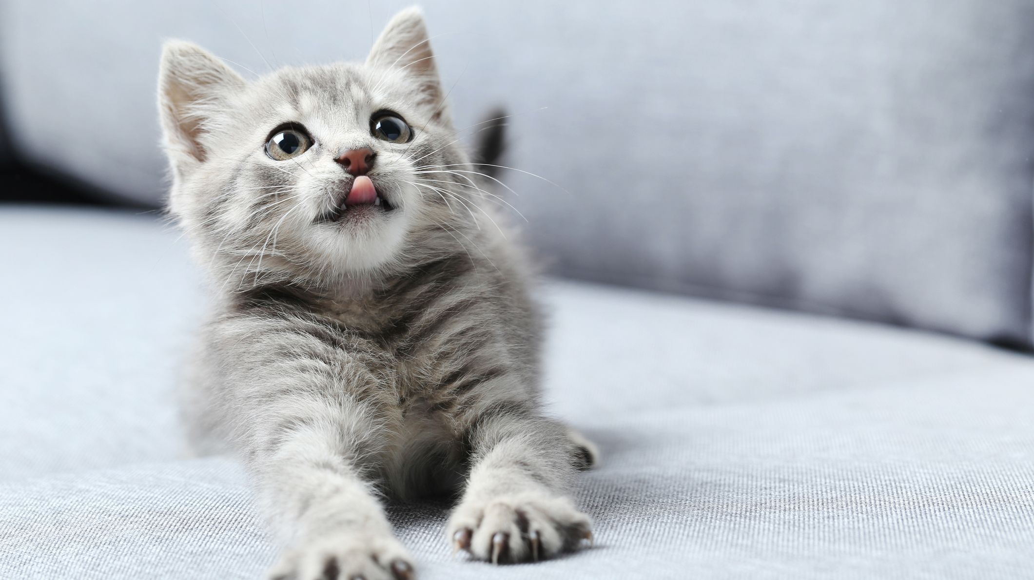 Most Popular Cat Names 2019 Mental Floss