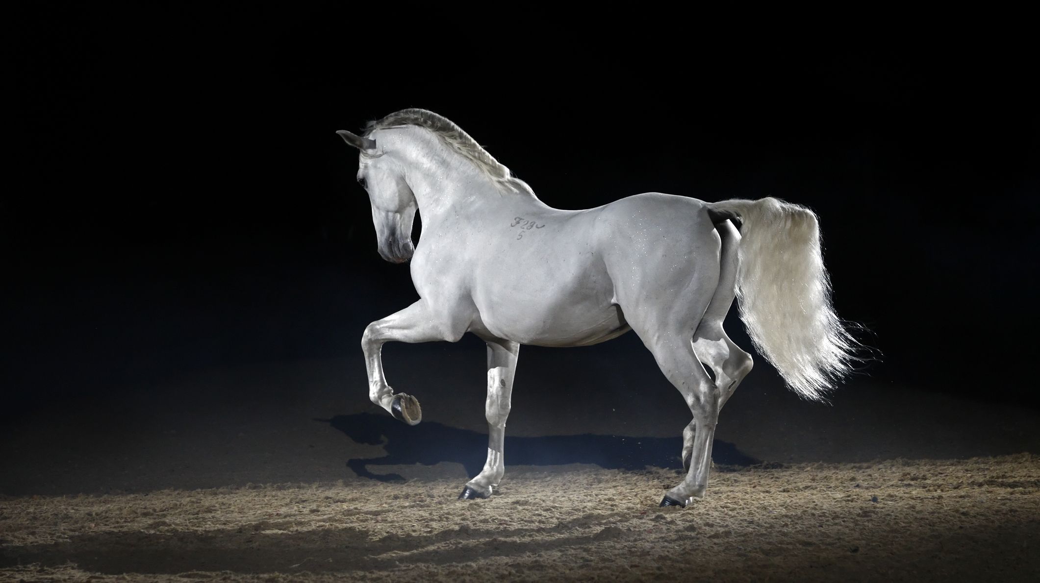 The Time Germany Kidnapped Hundreds Of Stallions In An Attempt To