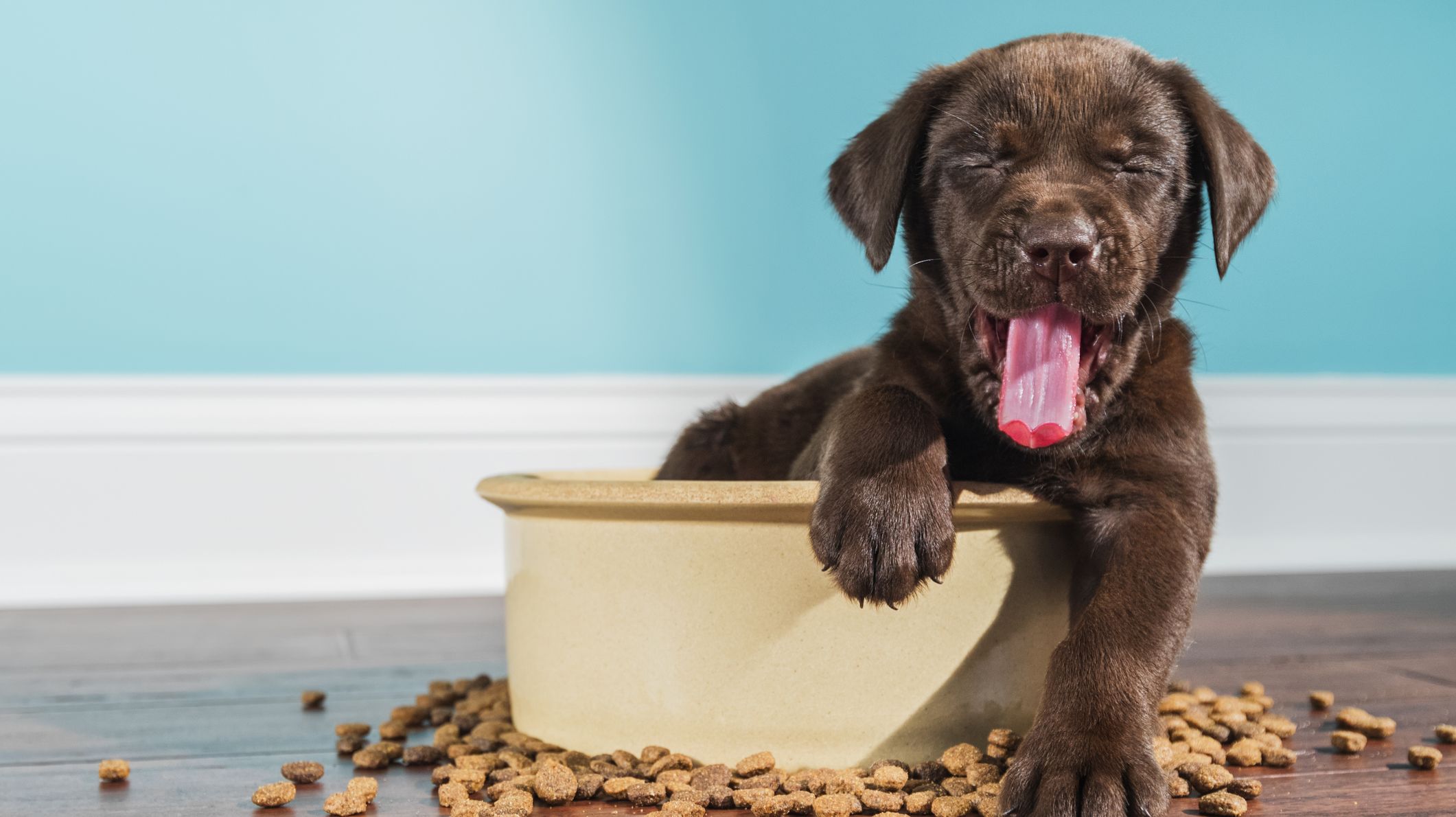 8 of the Best Dog Foods, According to Experts