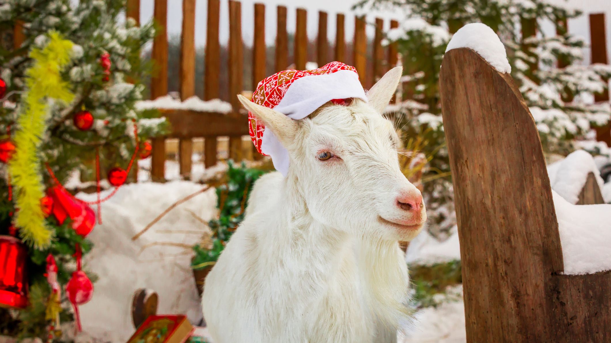Bleat Along to Classic Holiday Tunes With This Goat Christmas Album