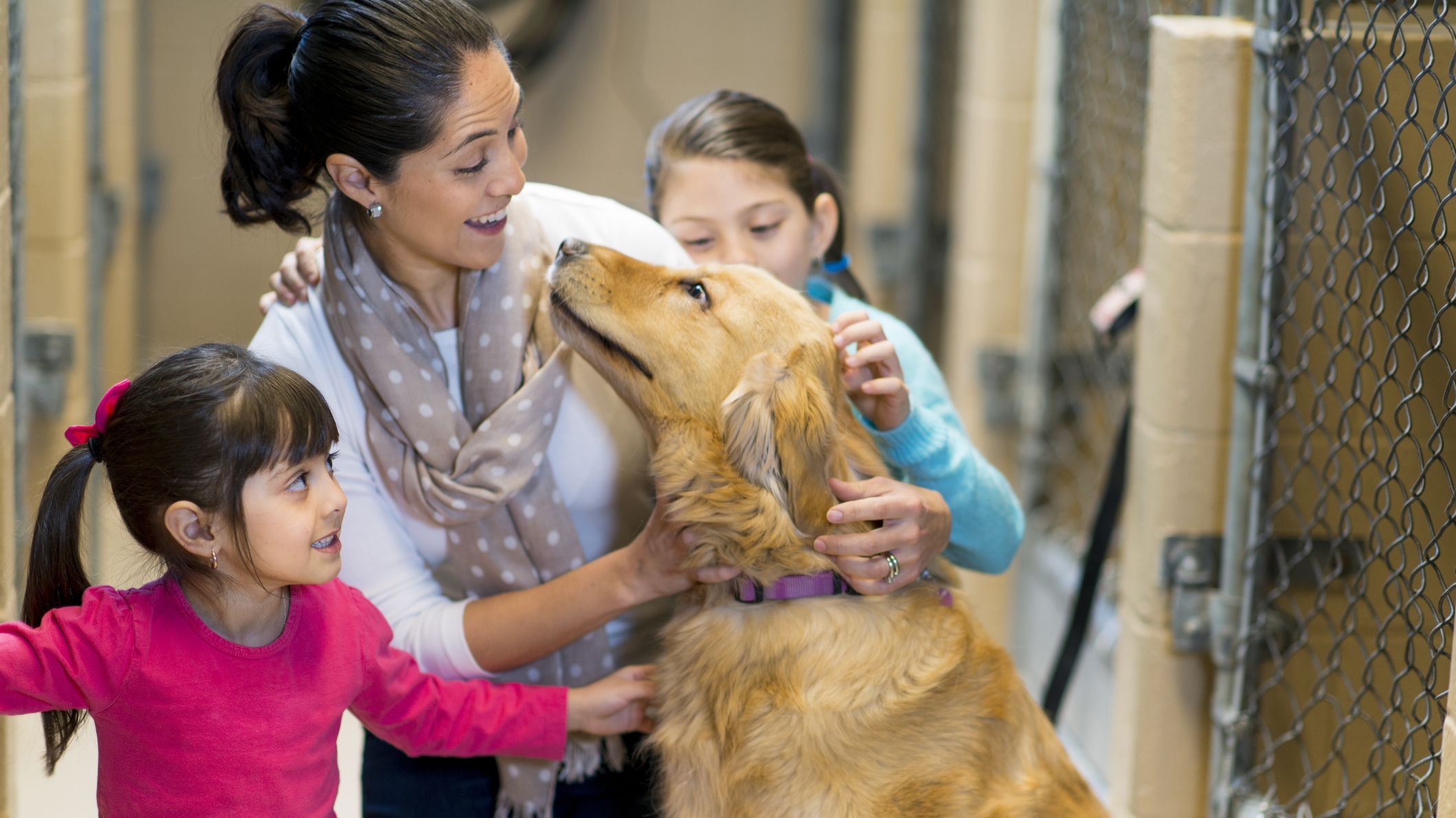 Shelter Animals Are Named the New 'State Pet' of Ohio ...
