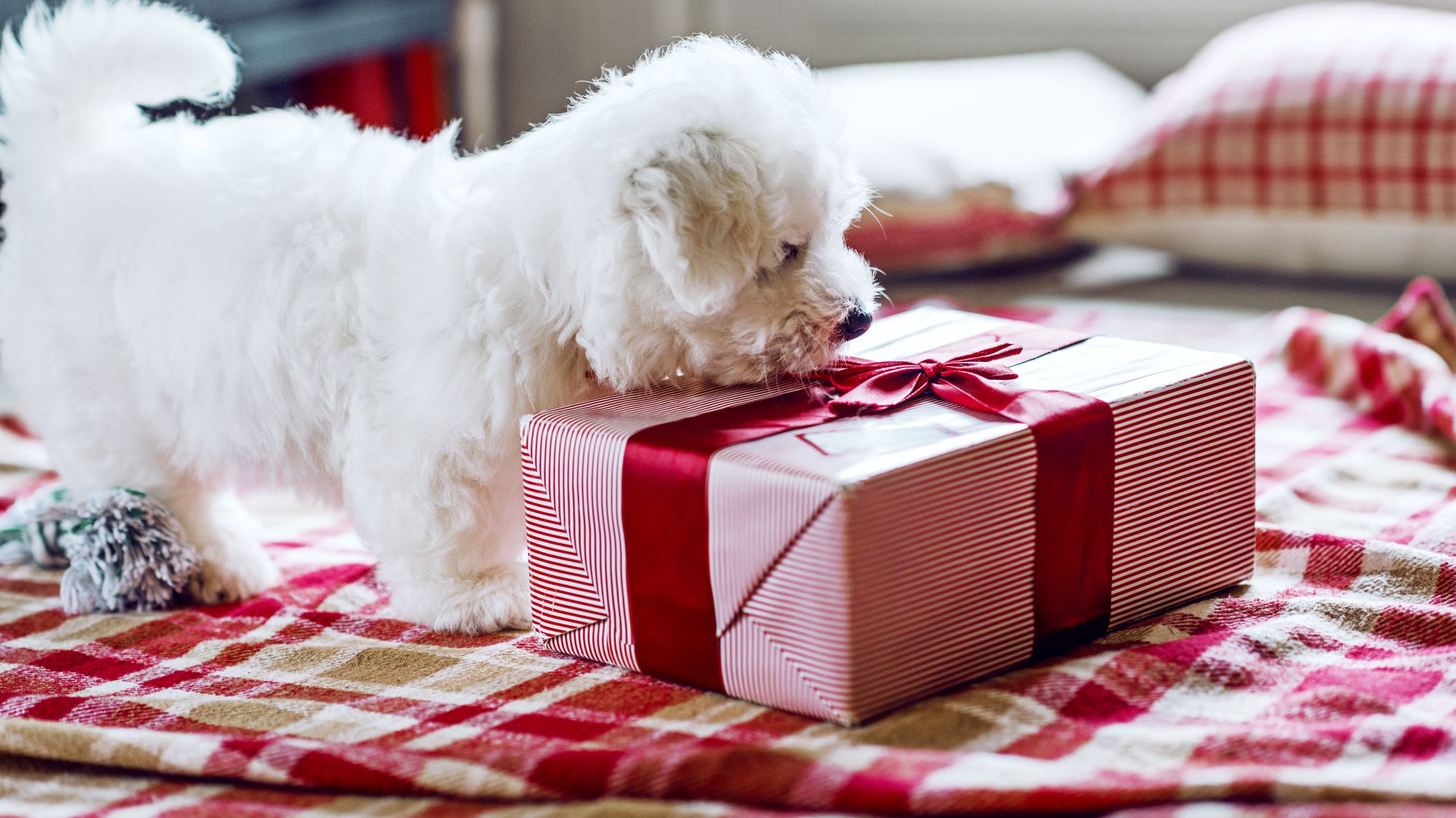11 Thoughtful Gifts For People Who Love Dogs Mental Floss